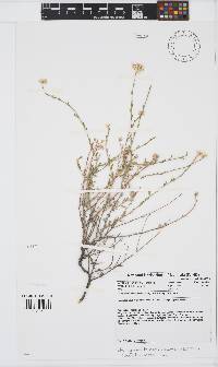 Heliophila arenaria subsp. arenaria image