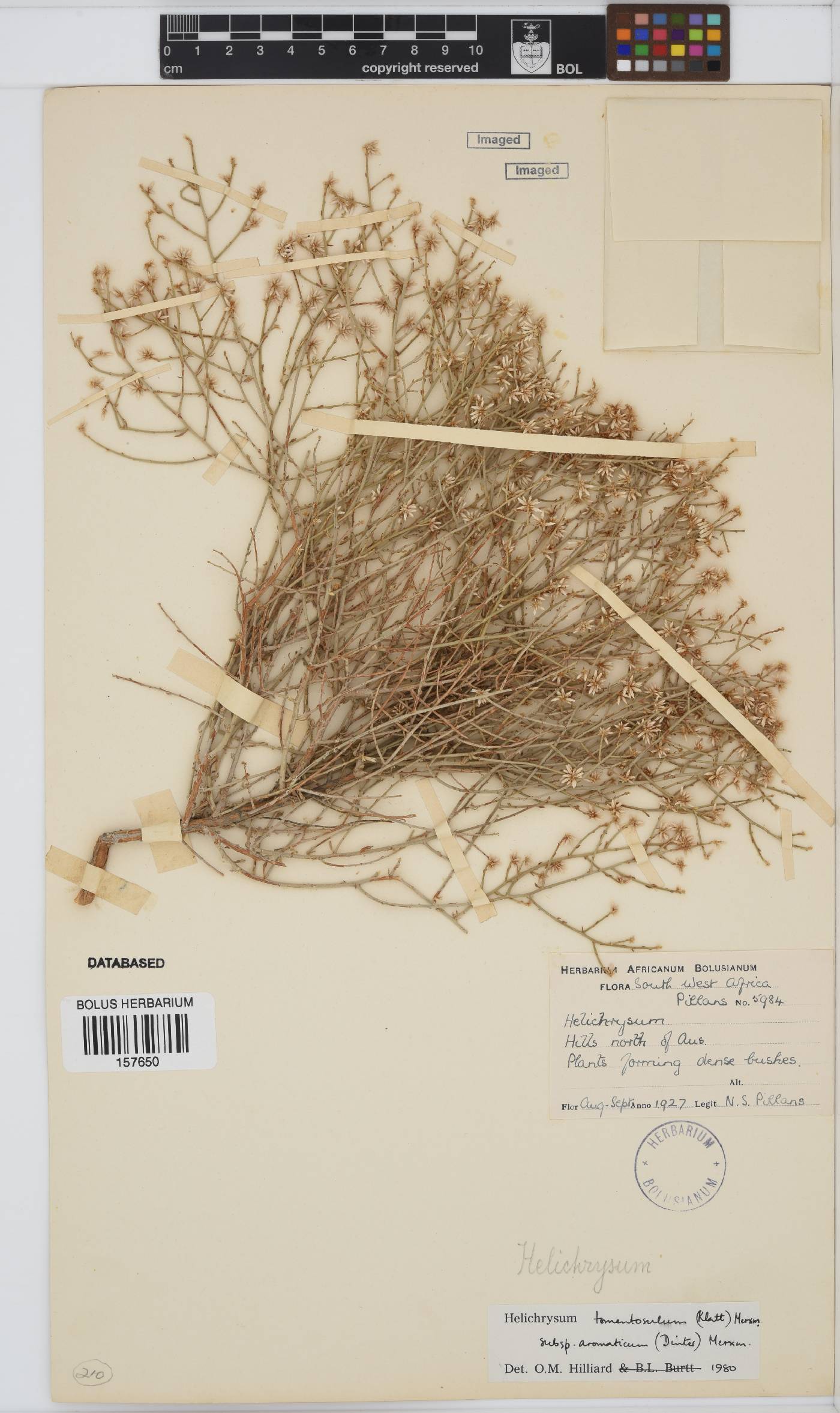 Helichrysum tomentosulum image