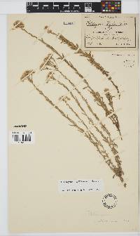 Helichrysum callicomum image