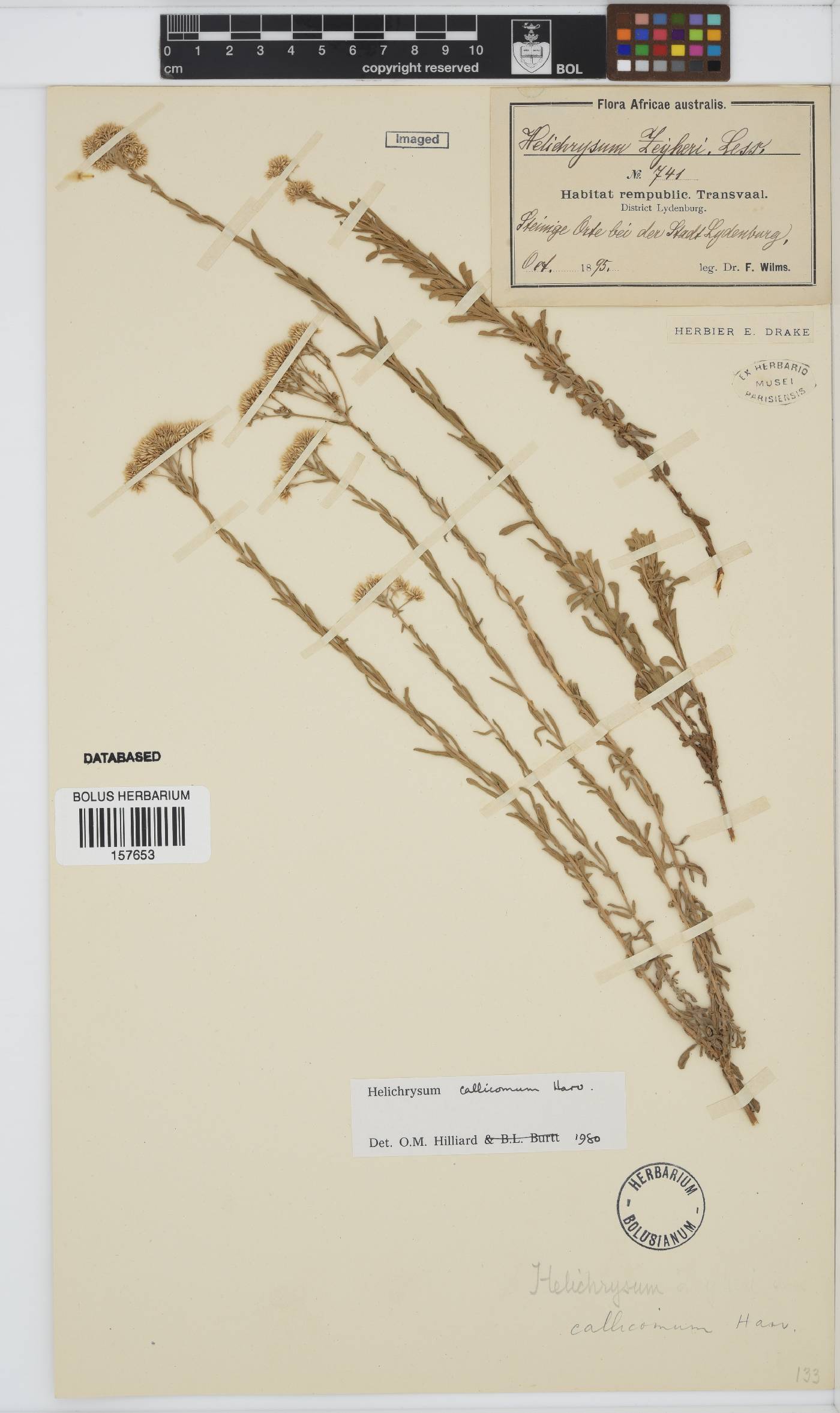 Helichrysum callicomum image