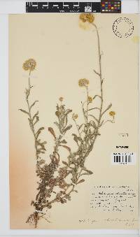 Helichrysum odoratissimum image