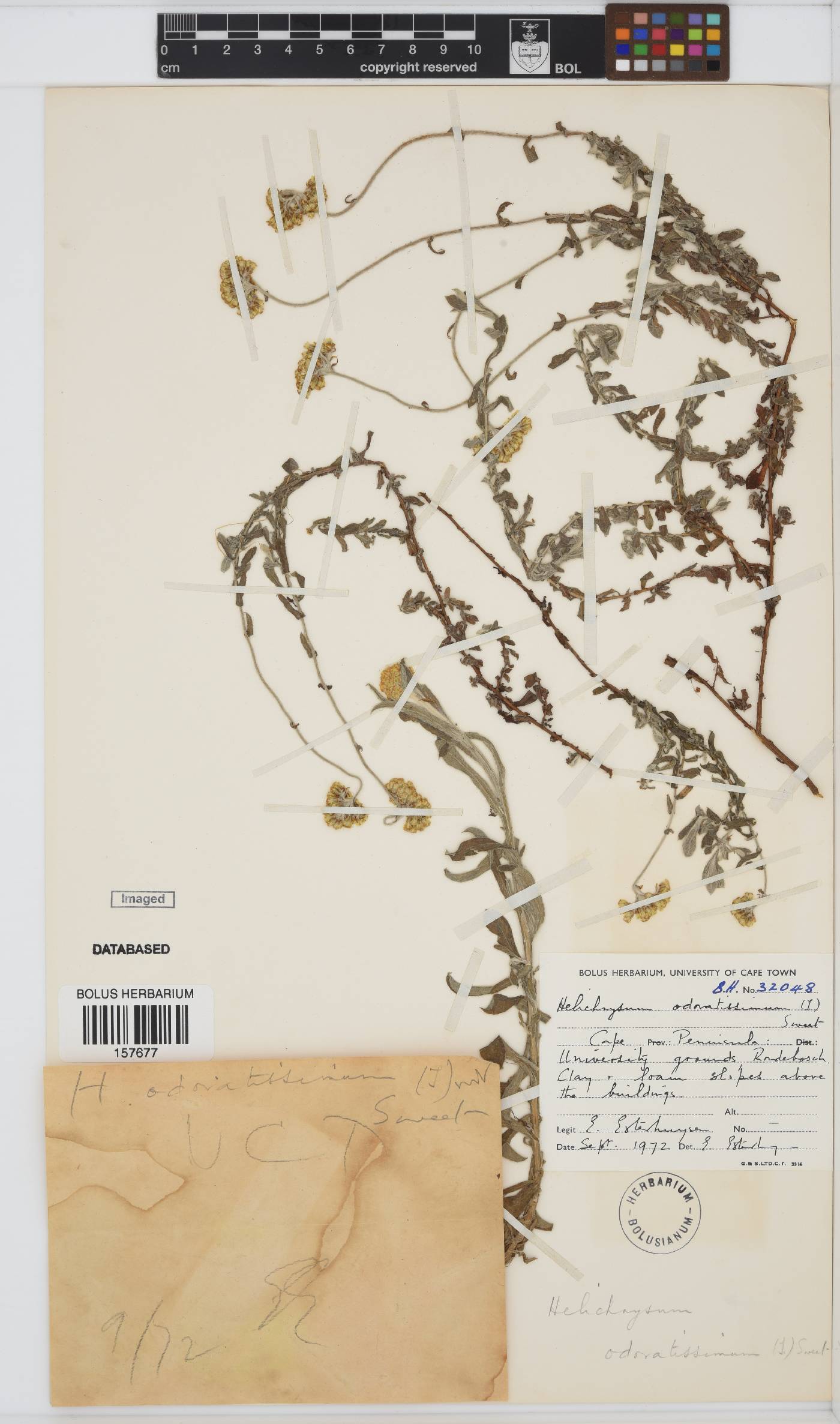 Helichrysum odoratissimum image