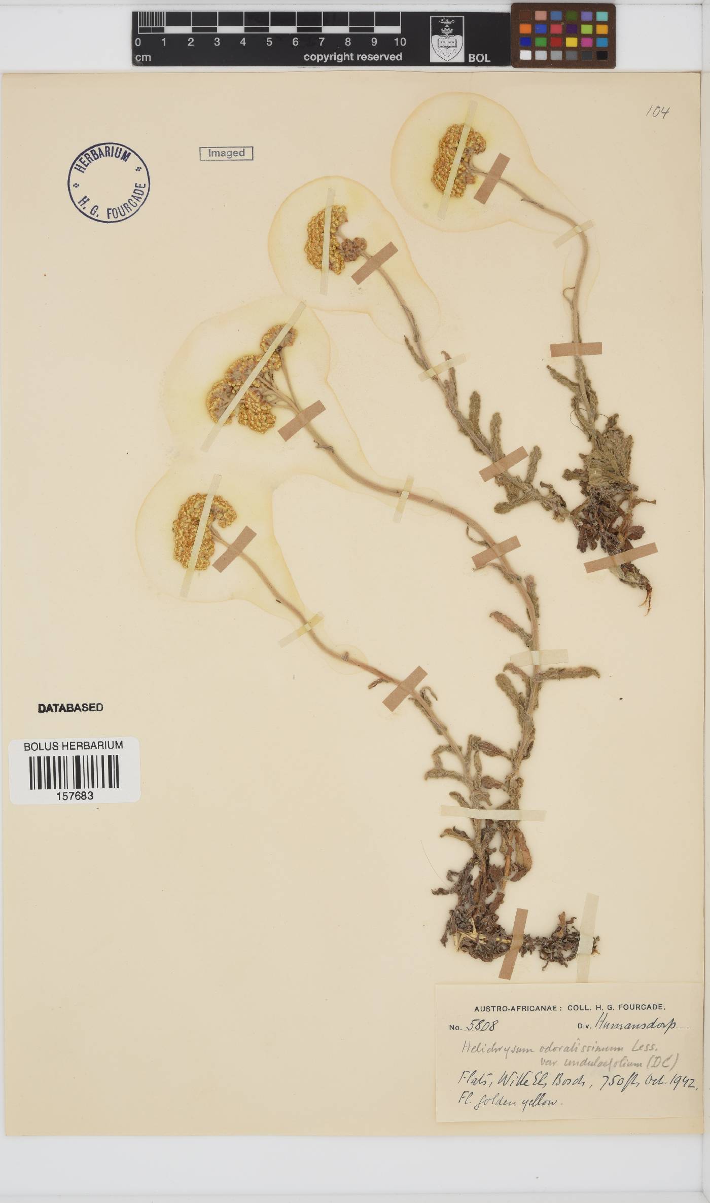 Helichrysum odoratissimum image
