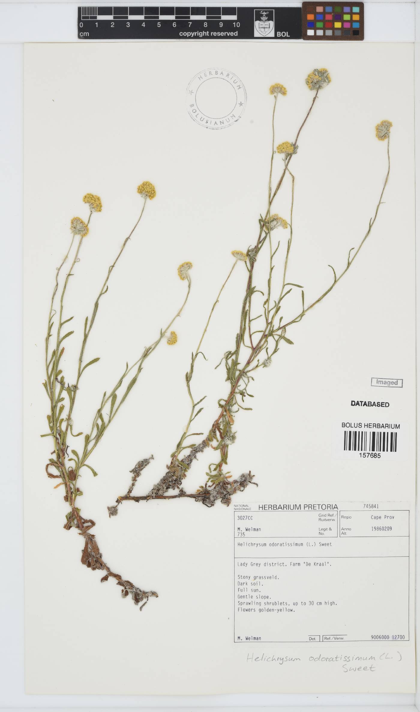 Helichrysum odoratissimum image