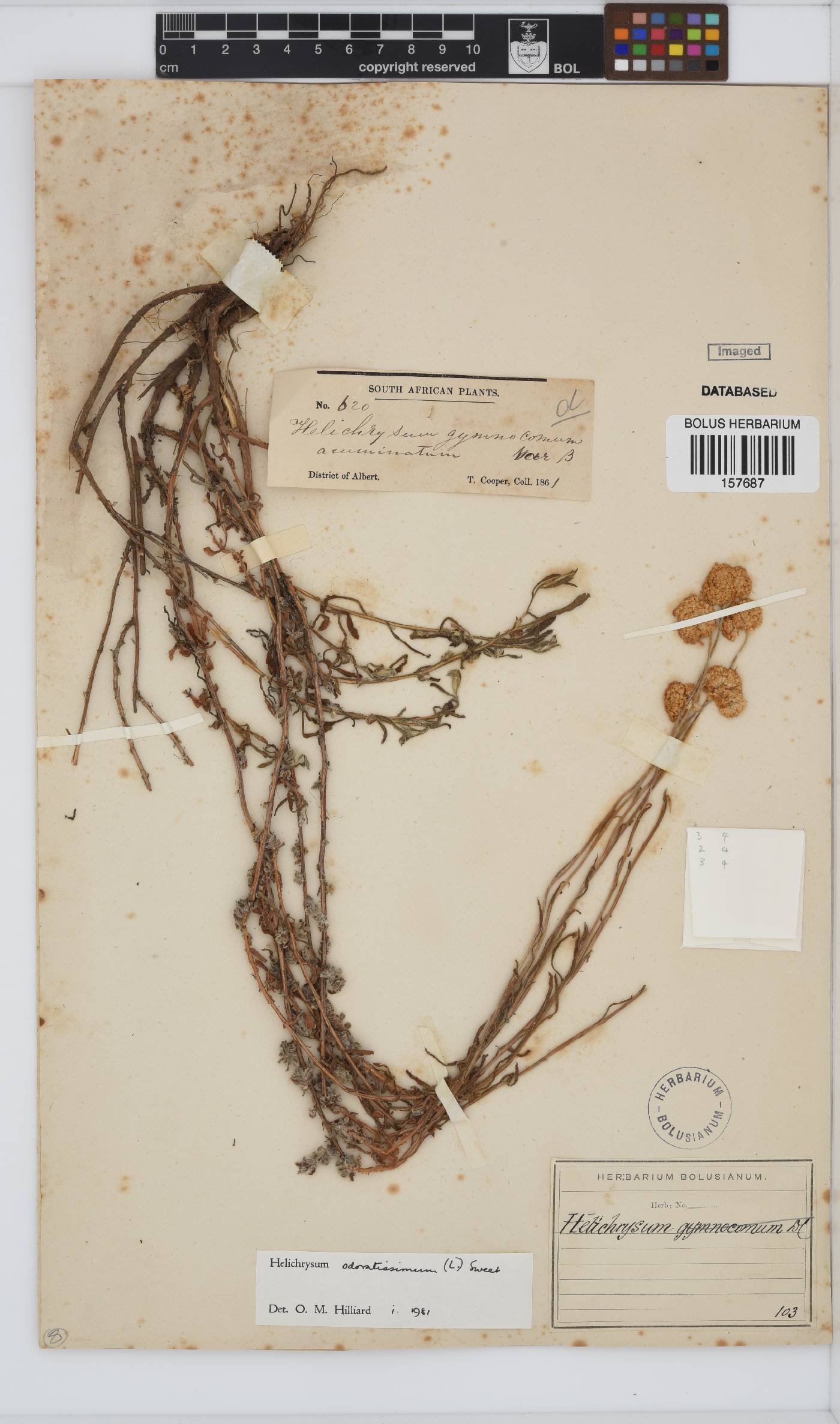 Helichrysum odoratissimum image