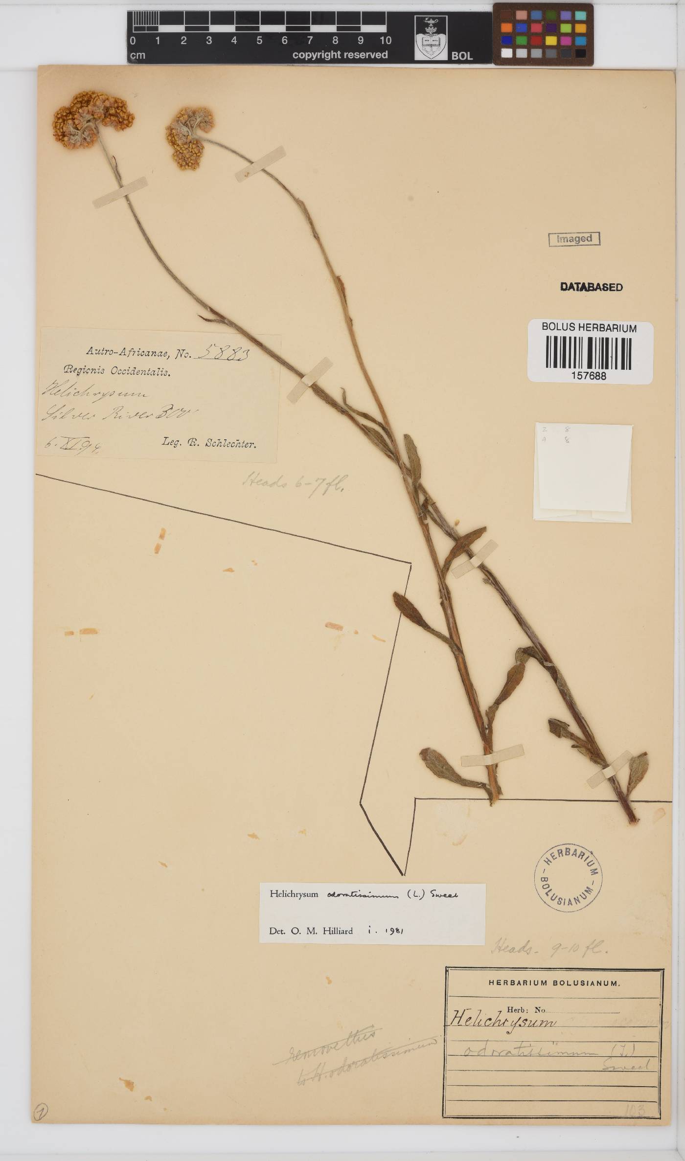 Helichrysum odoratissimum image