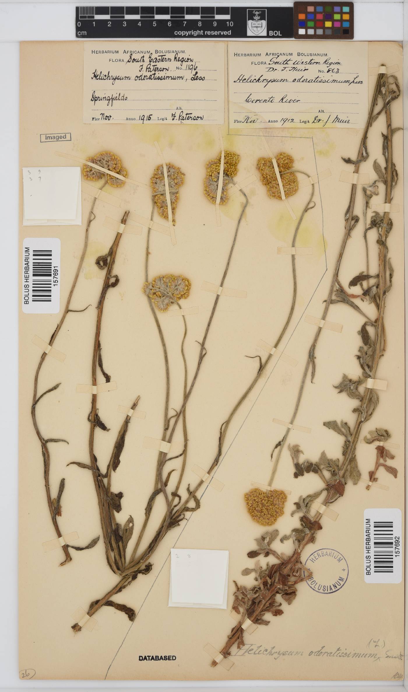 Helichrysum odoratissimum image