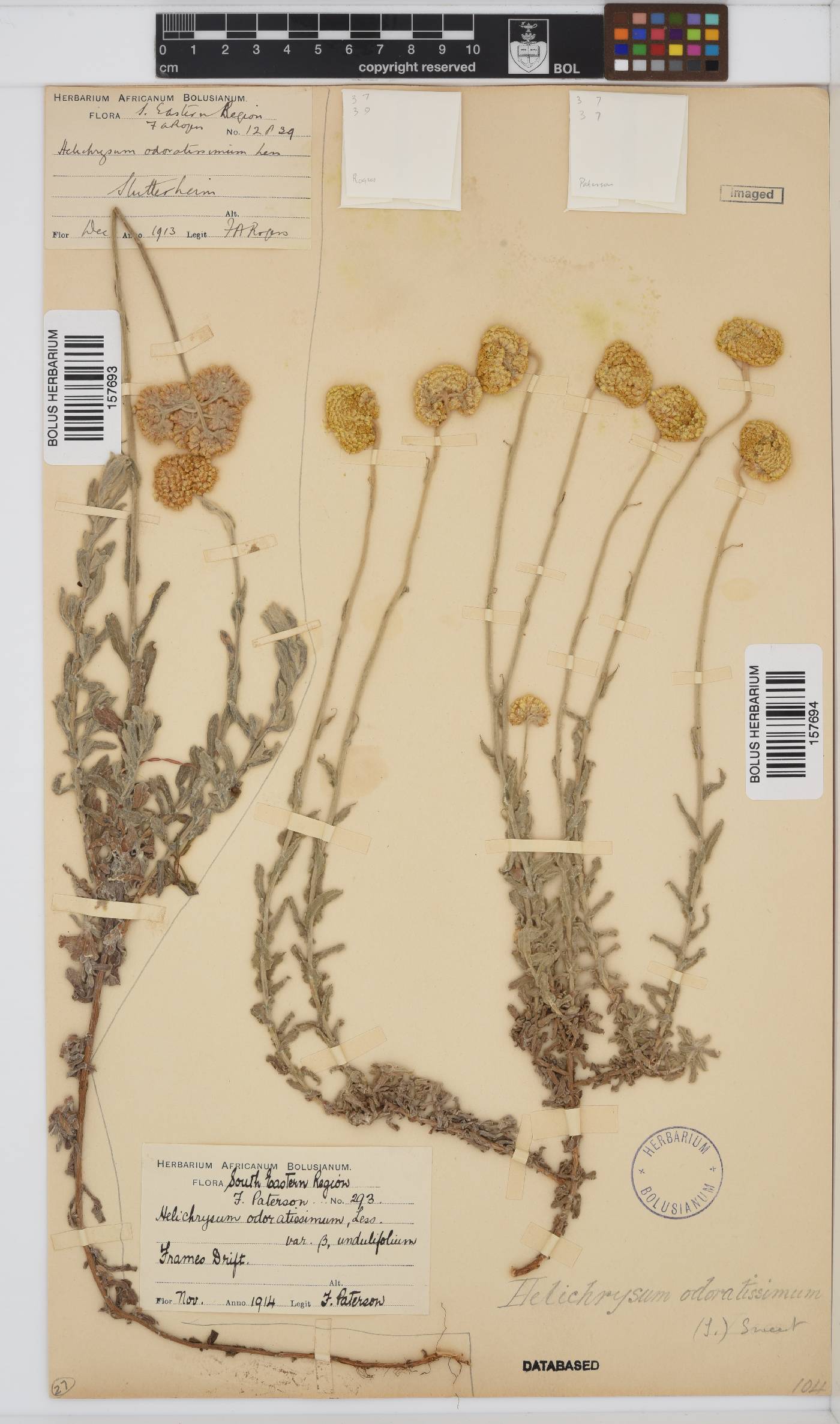 Helichrysum odoratissimum image