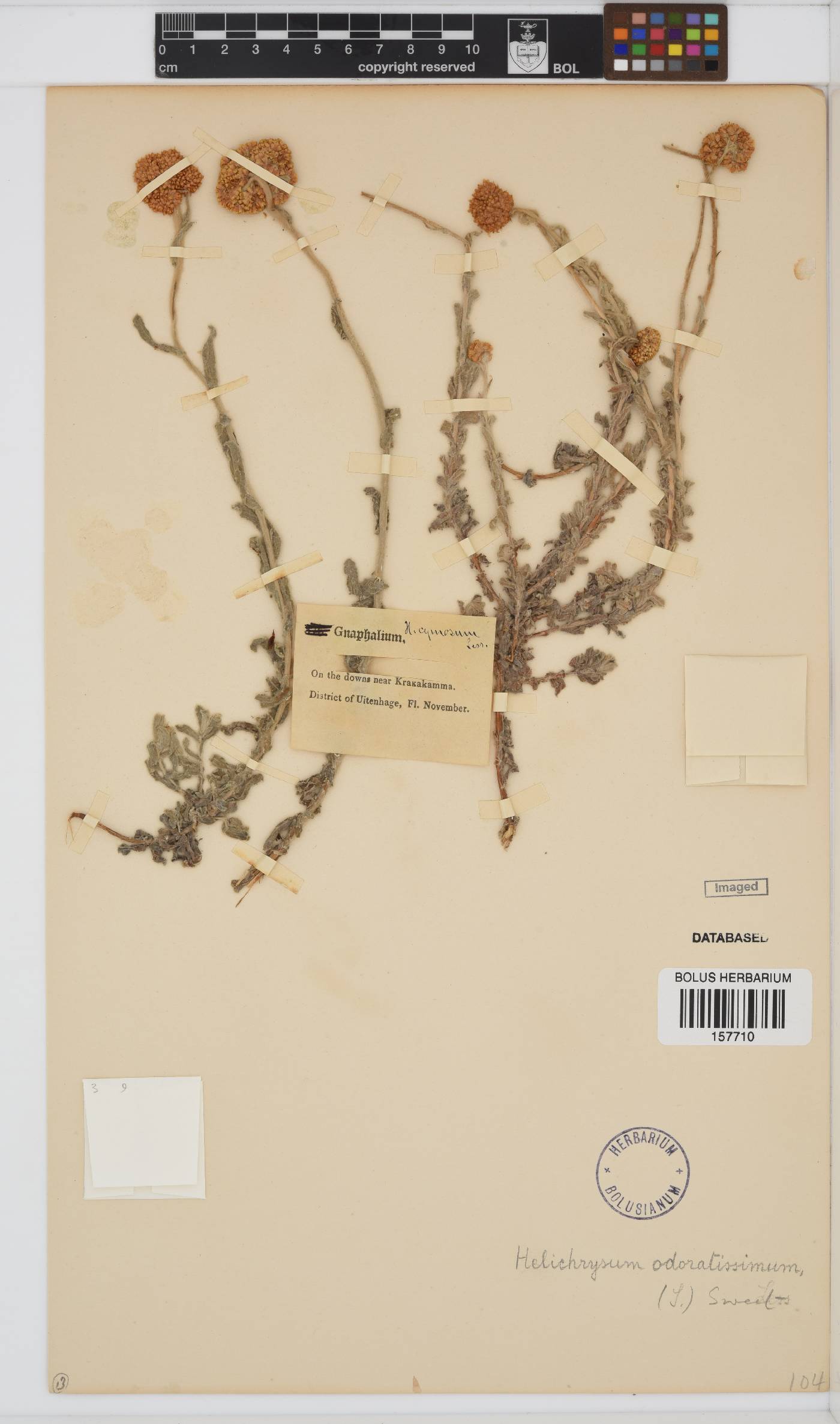 Helichrysum odoratissimum image