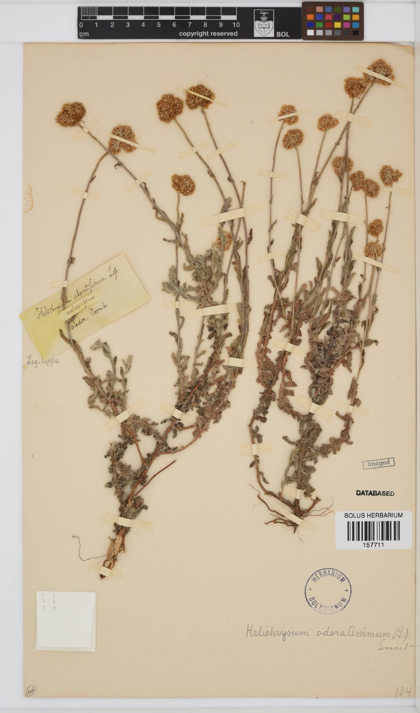 Helichrysum odoratissimum image