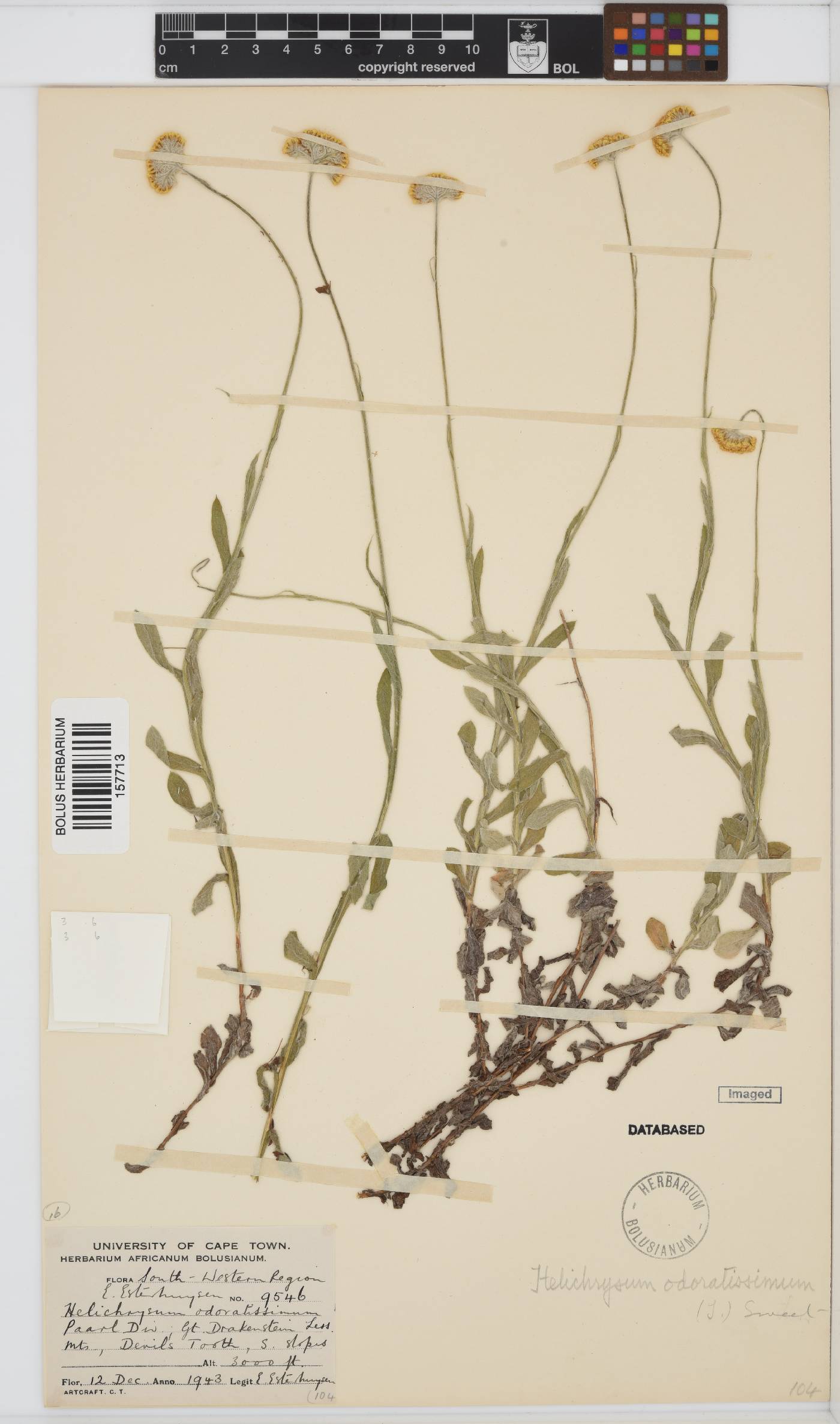 Helichrysum odoratissimum image