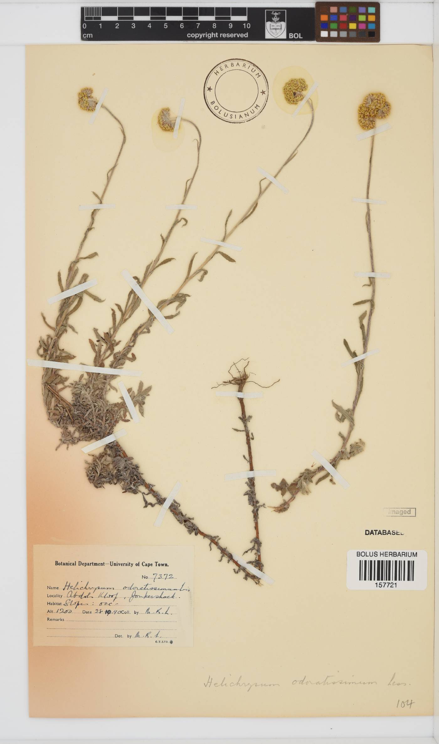 Helichrysum odoratissimum image