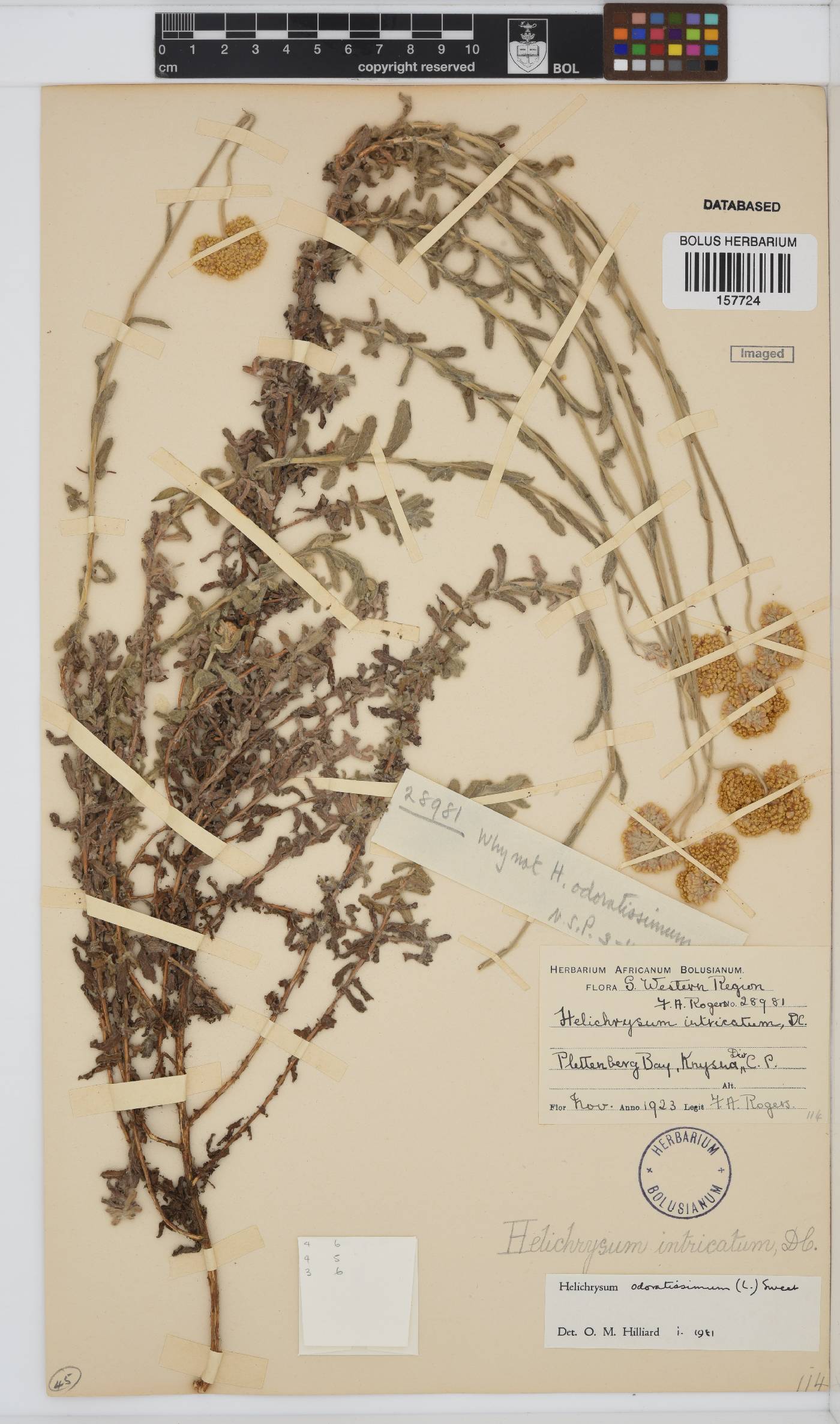 Helichrysum odoratissimum image