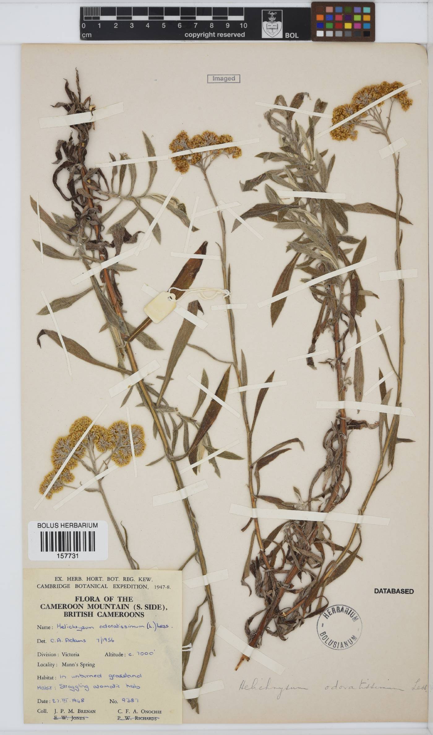 Helichrysum odoratissimum image