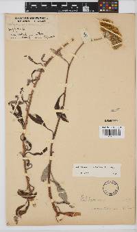 Helichrysum odoratissimum image