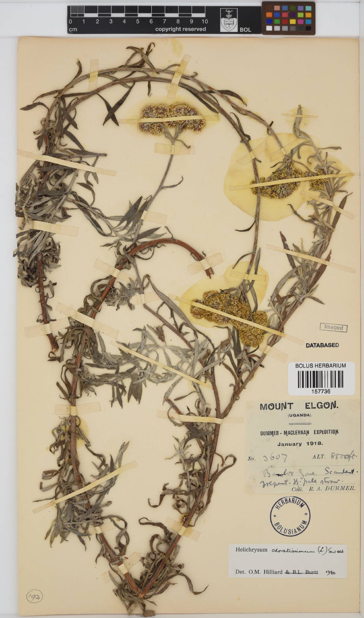 Helichrysum odoratissimum image