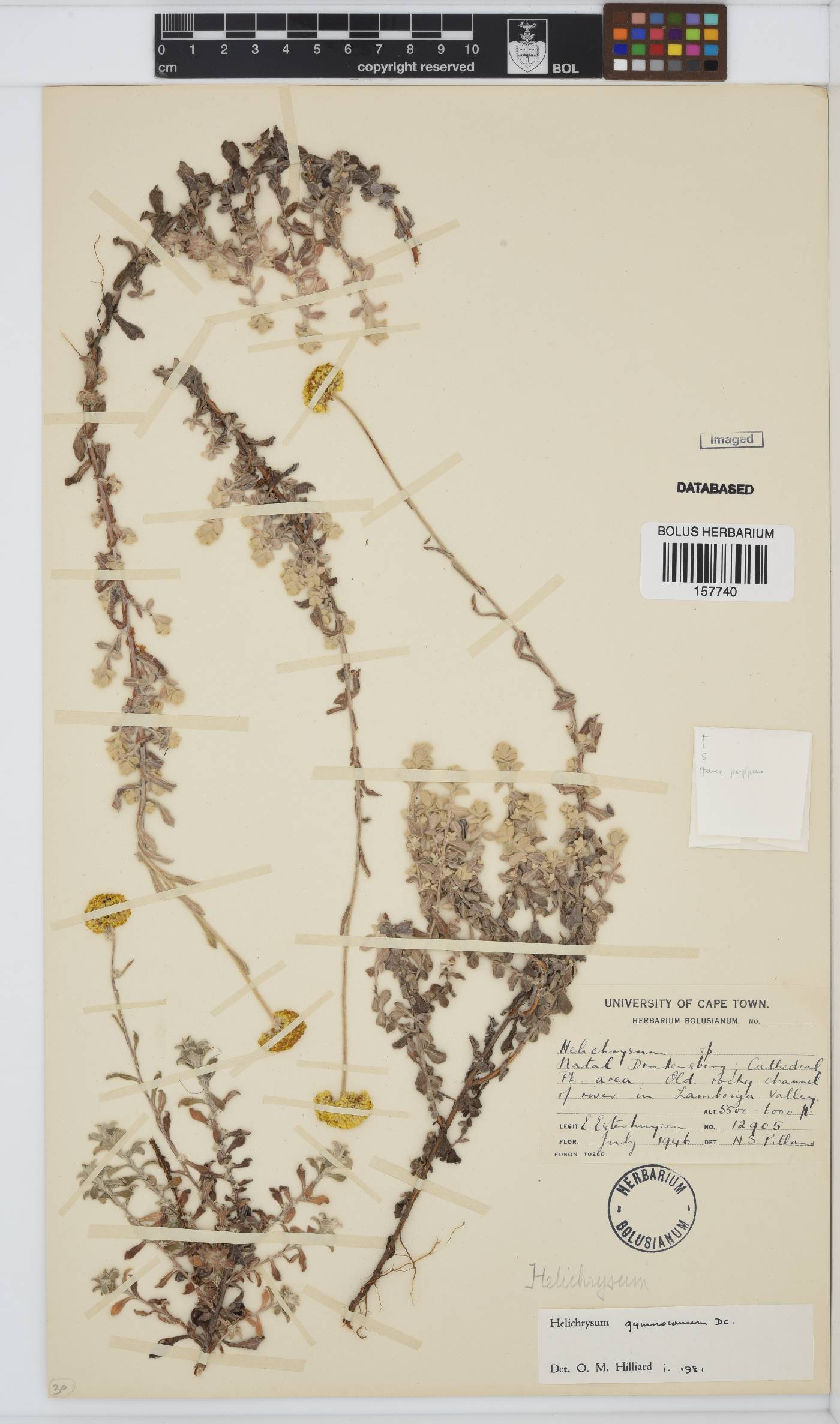 Helichrysum gymnocomum image