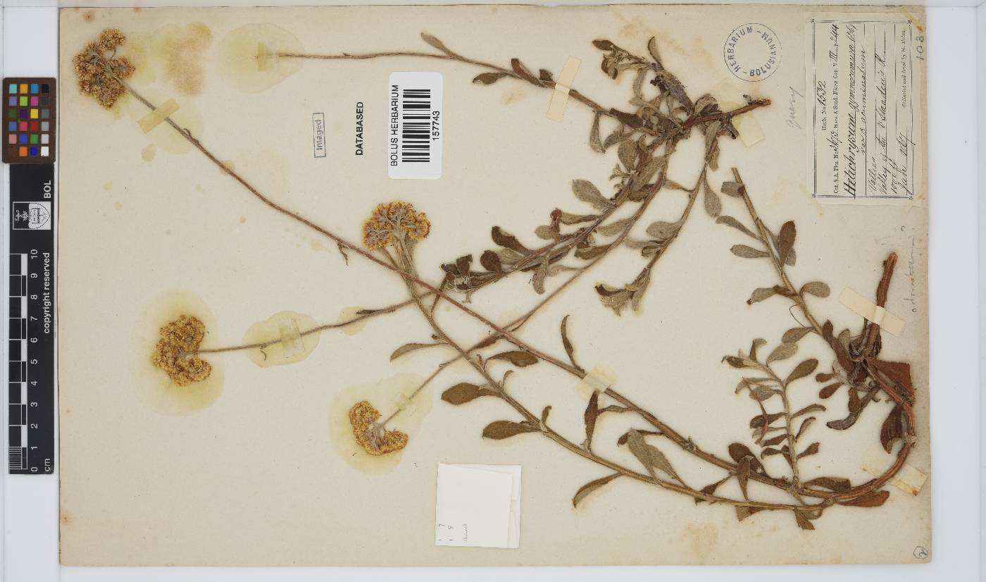 Helichrysum gymnocomum image