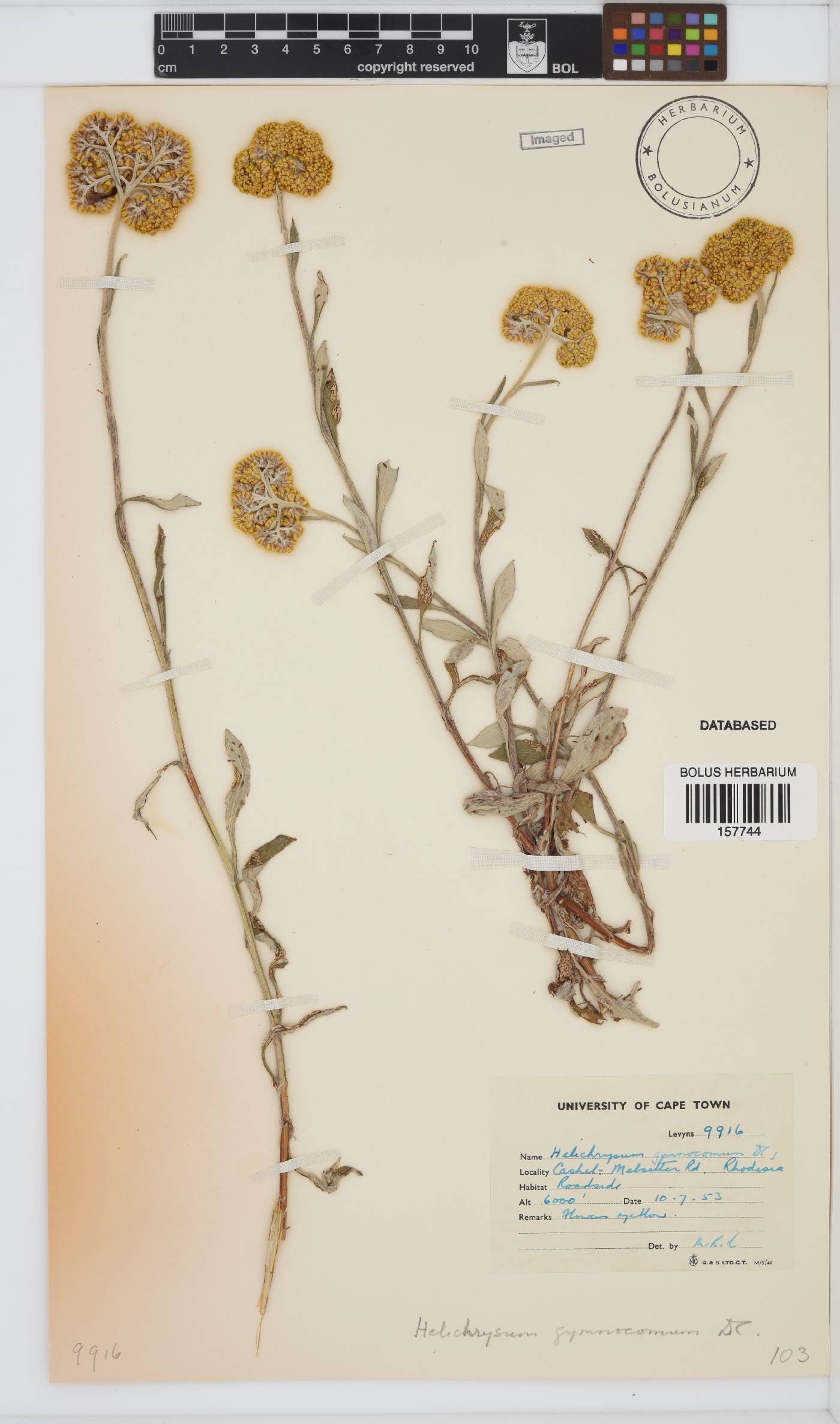 Helichrysum gymnocomum image