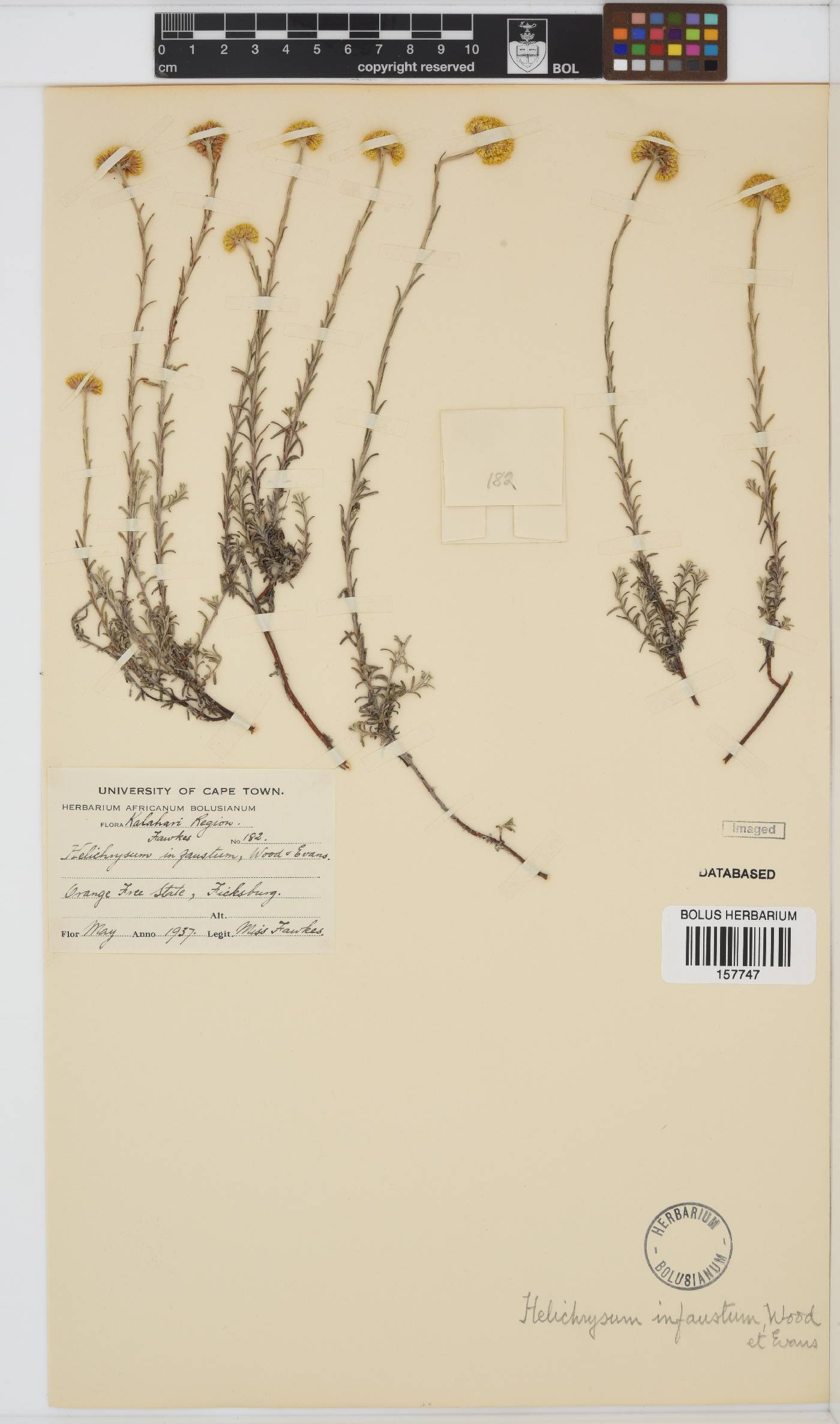 Helichrysum infaustum image