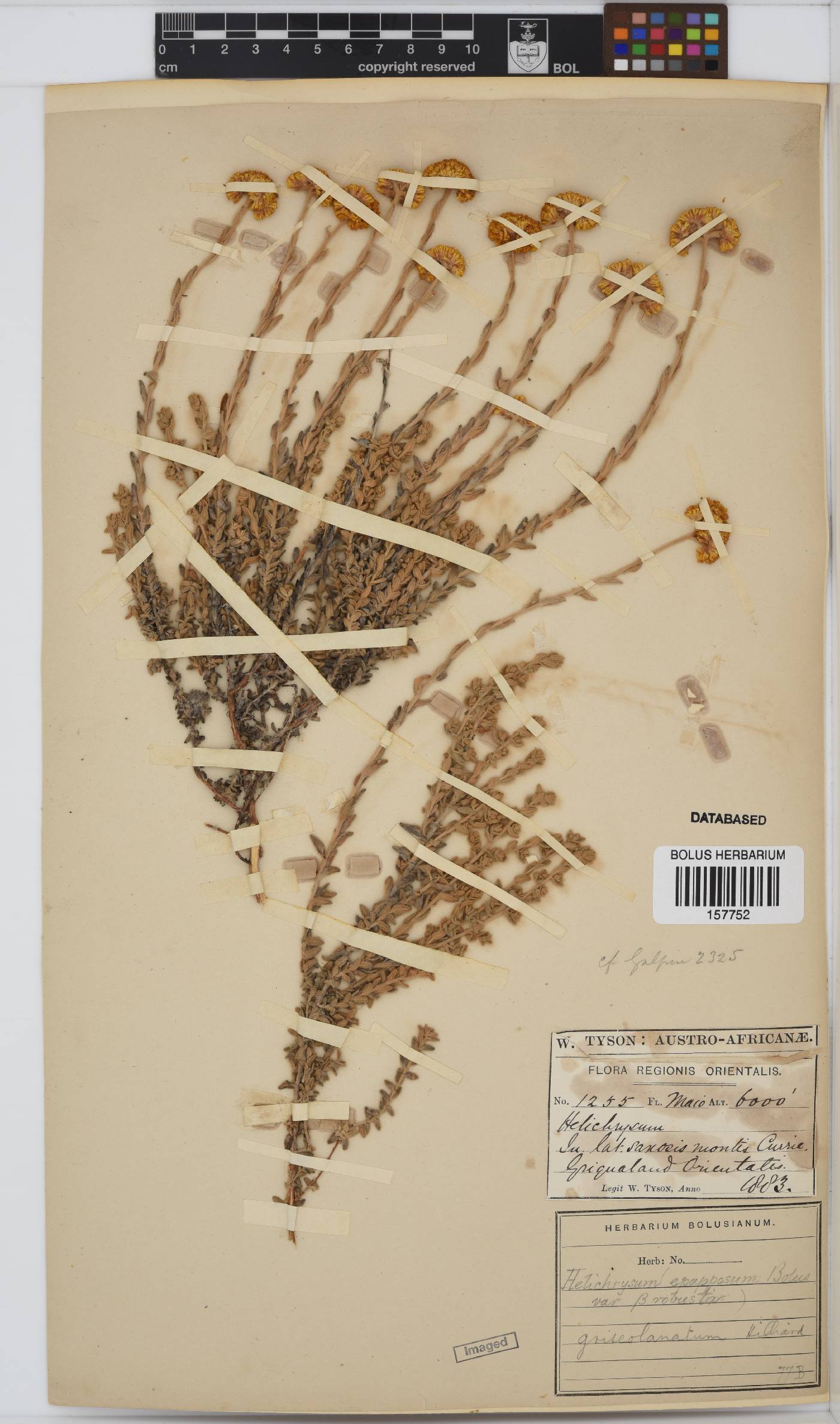 Helichrysum griseolanatum image