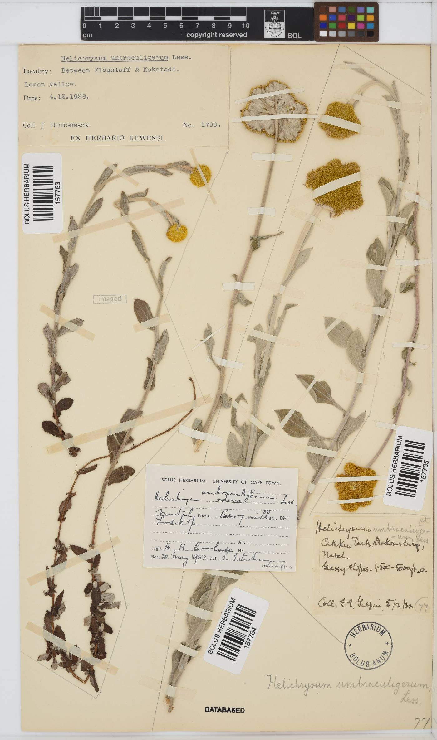 Helichrysum umbraculigerum image