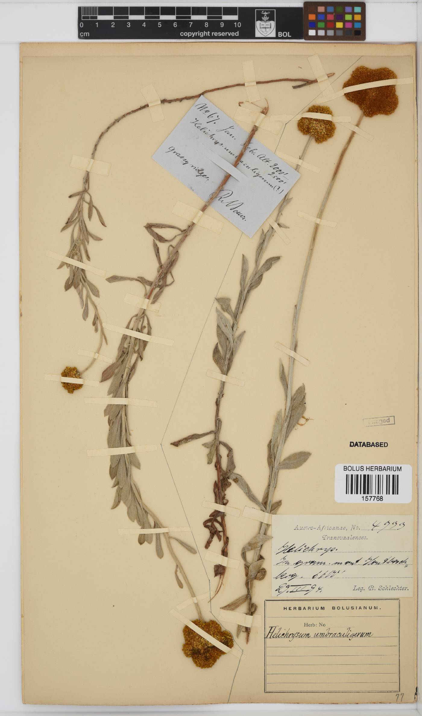 Helichrysum umbraculigerum image