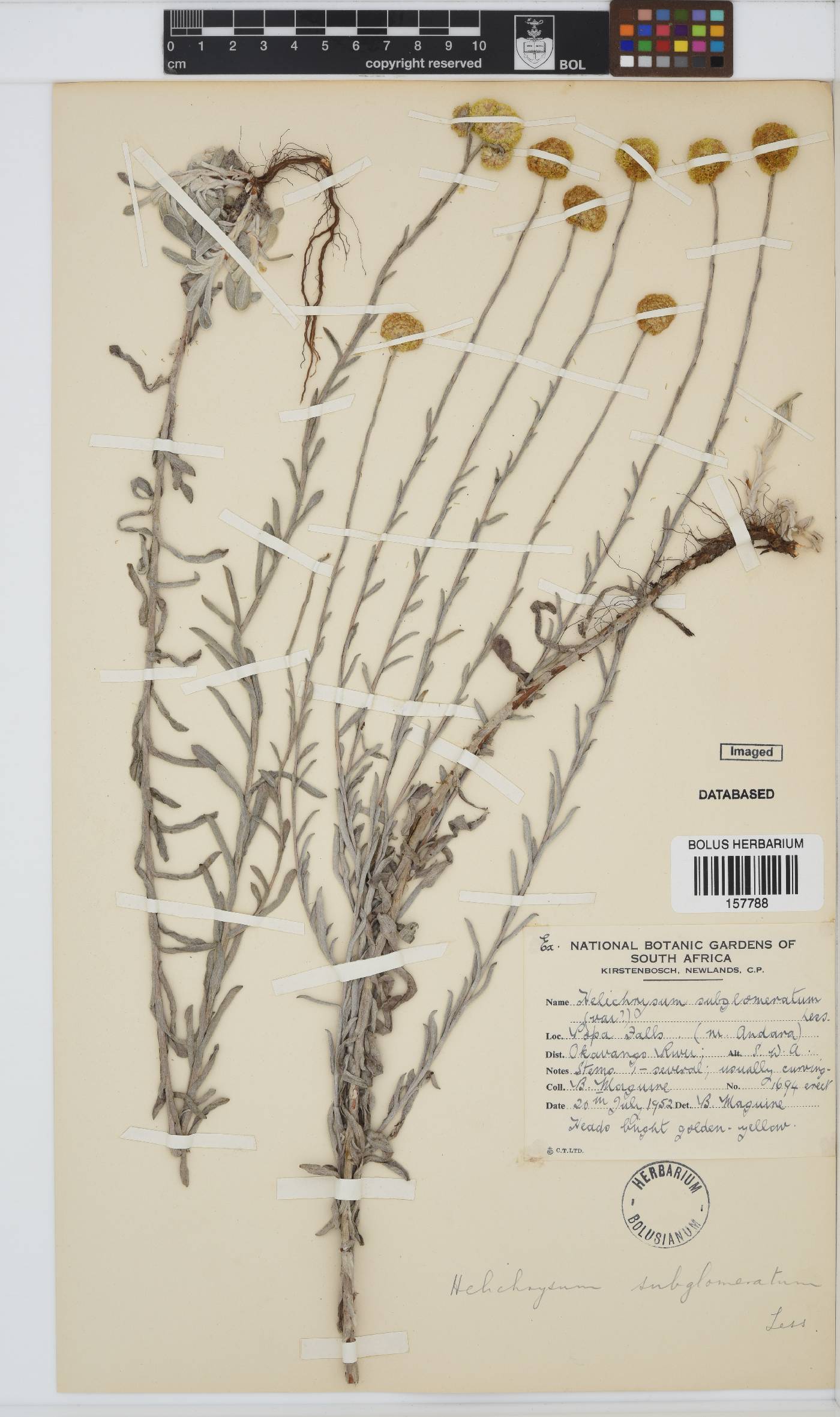 Helichrysum subglomeratum image