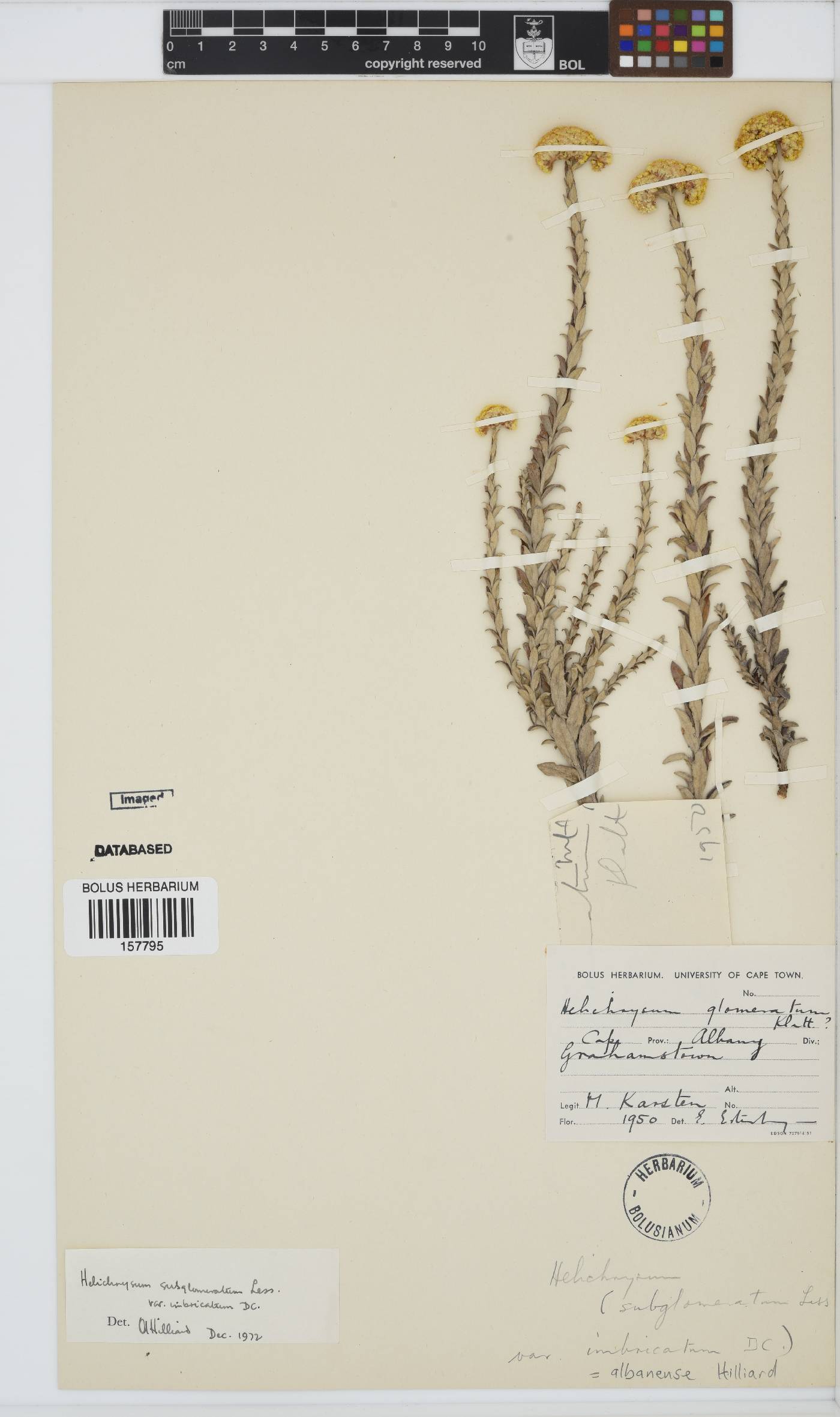 Helichrysum albanense image