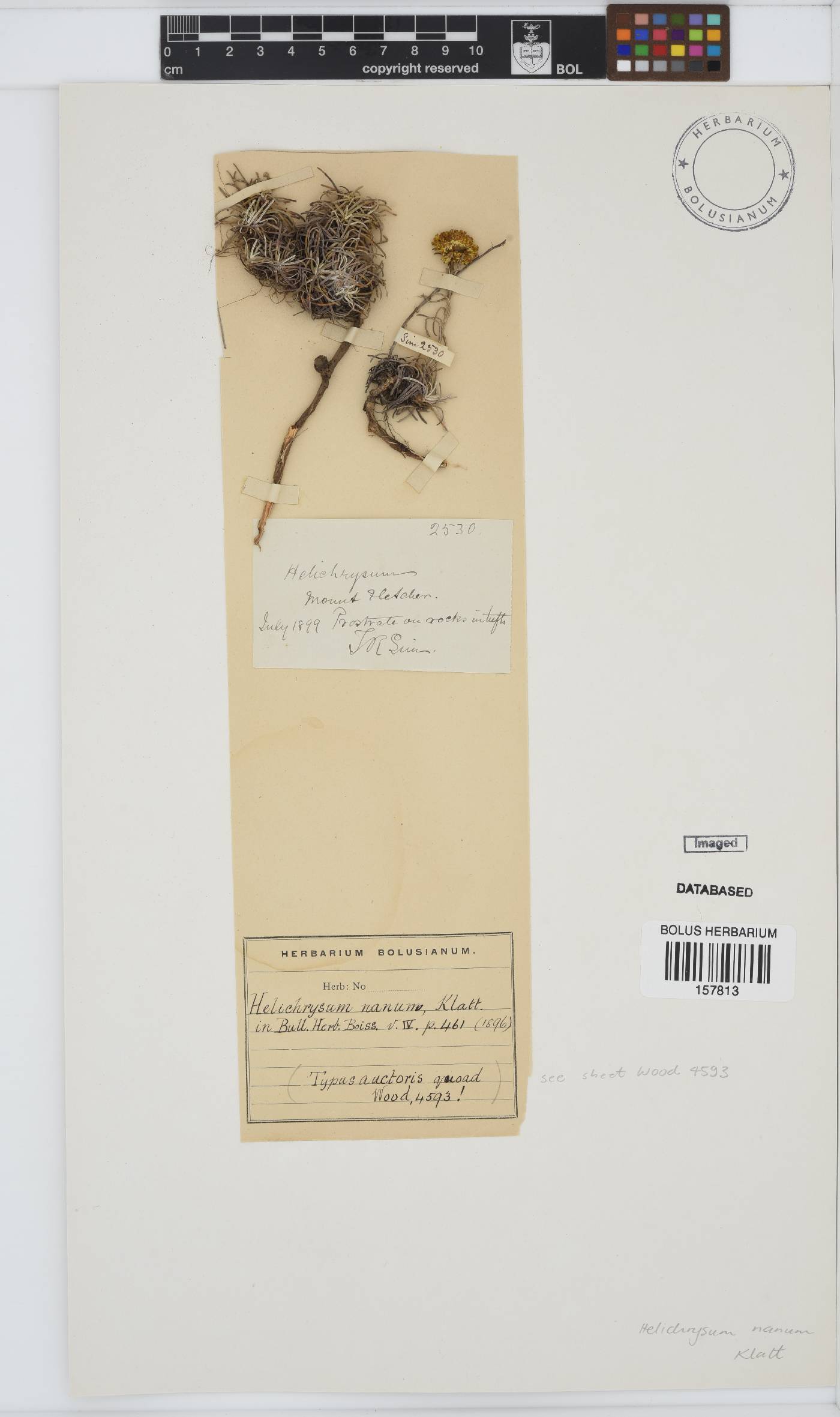 Helichrysum nanum image