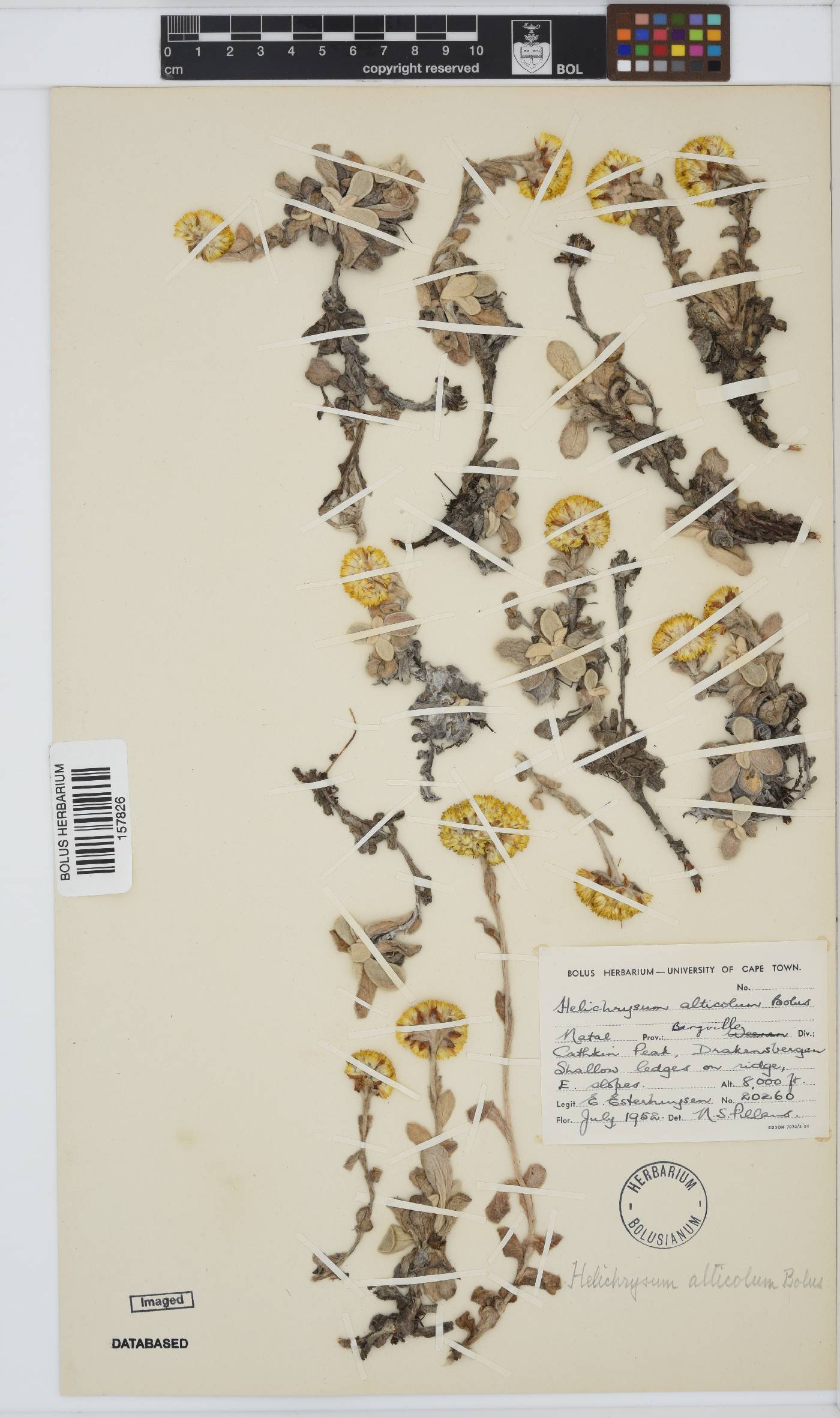 Helichrysum alticolum image