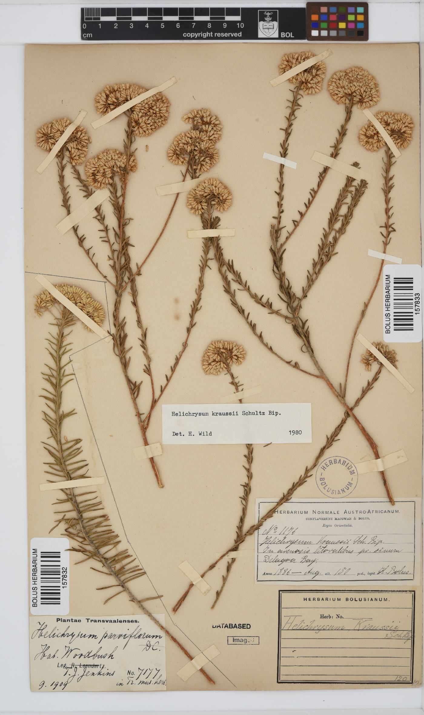 Helichrysum kraussii image