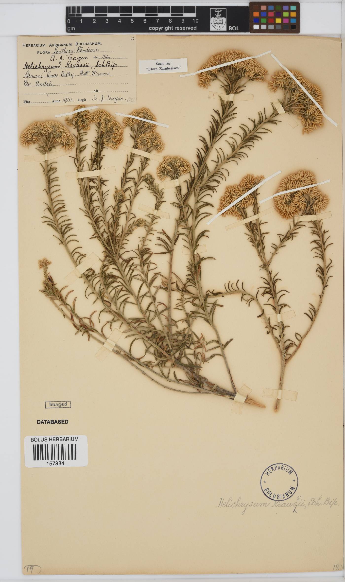 Helichrysum kraussii image