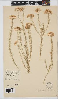 Helichrysum kraussii image