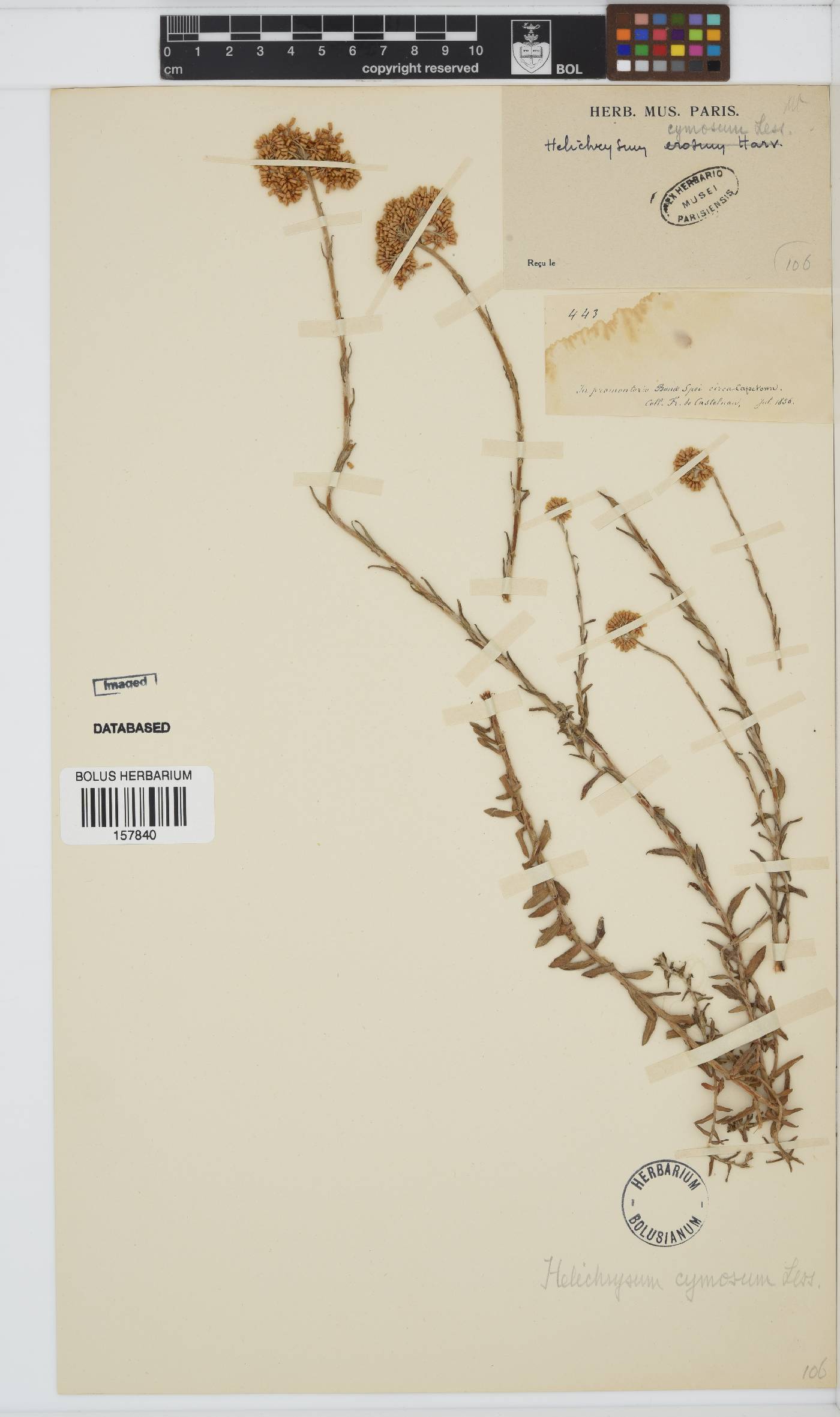 Helichrysum cymosum image