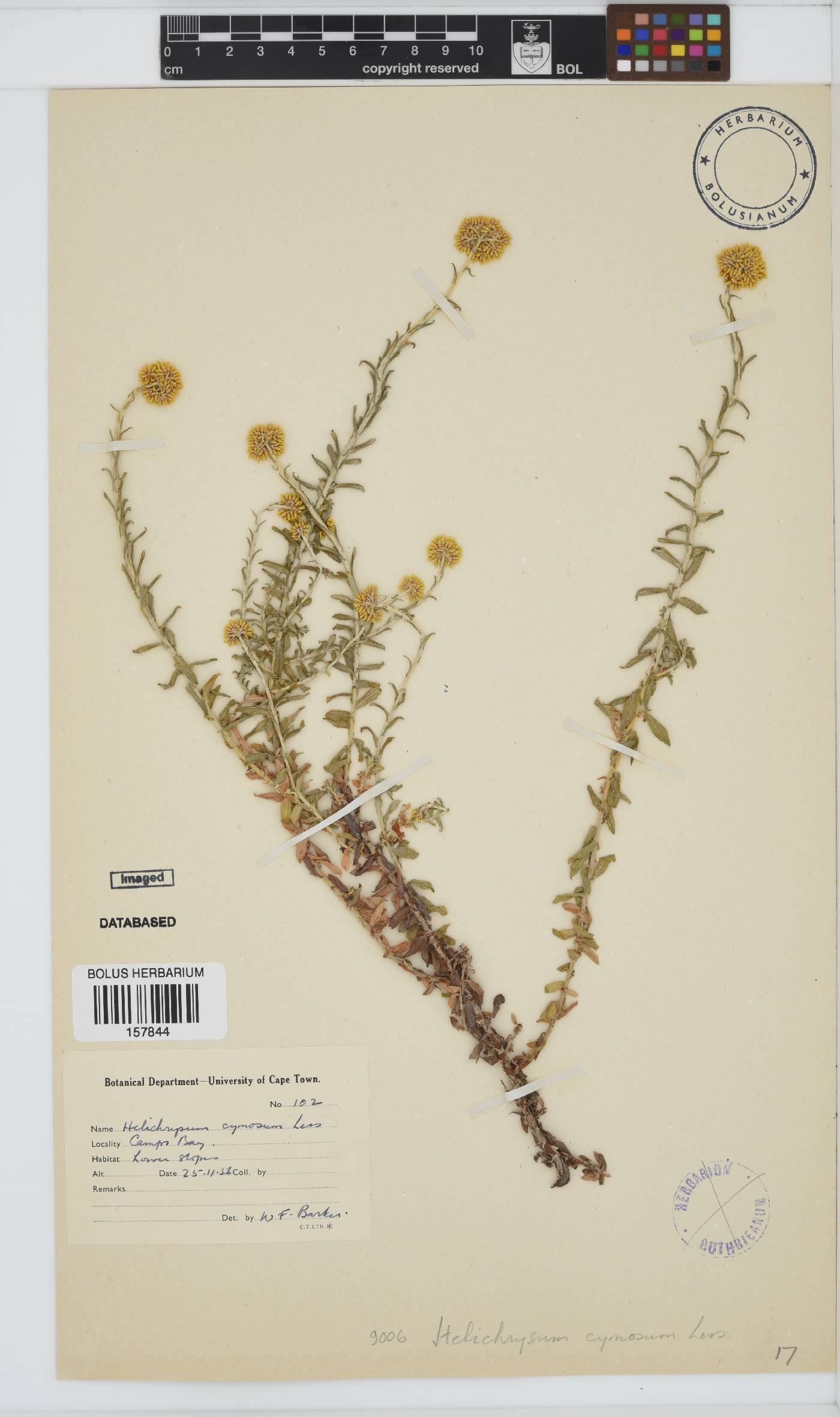 Helichrysum cymosum image