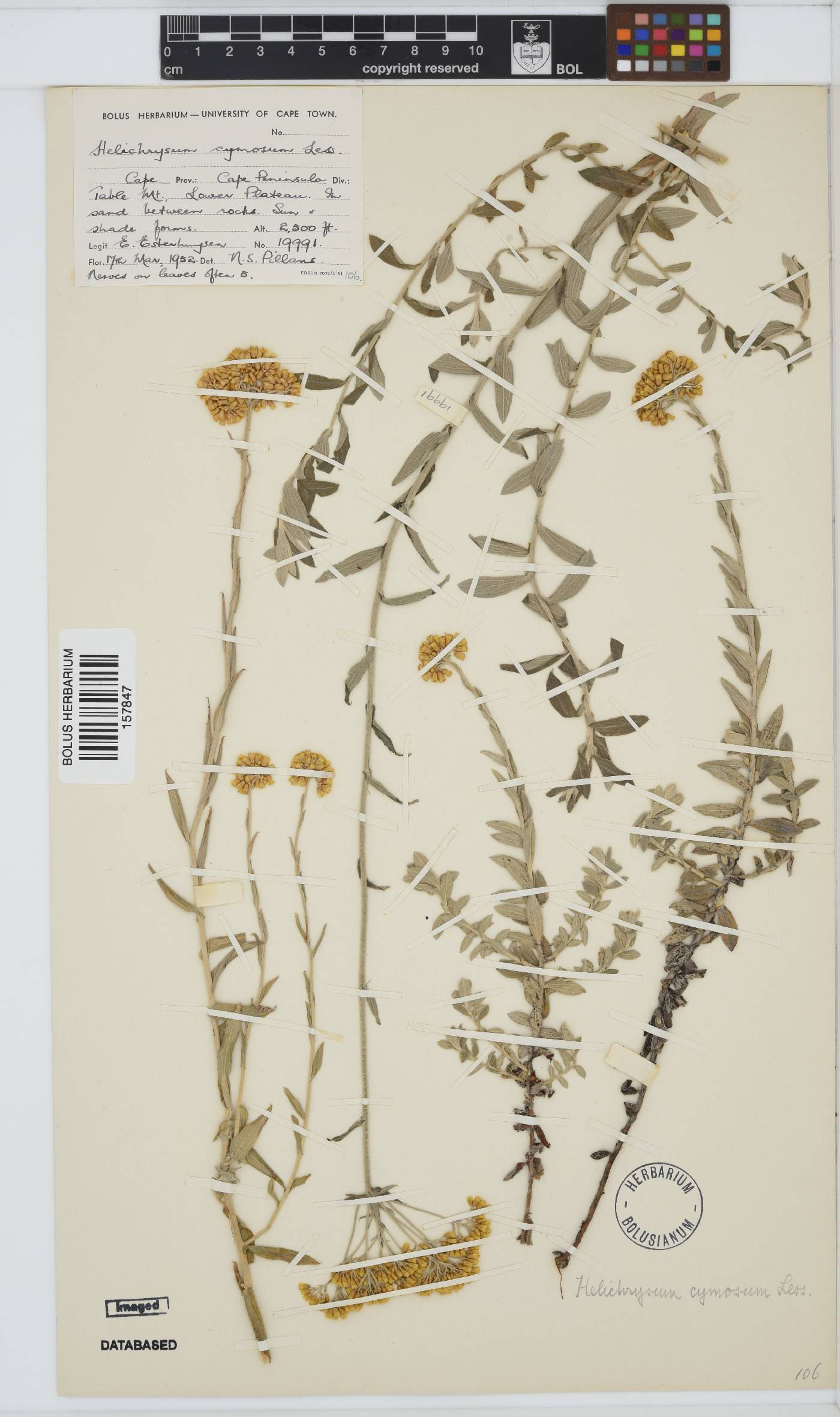 Helichrysum cymosum image