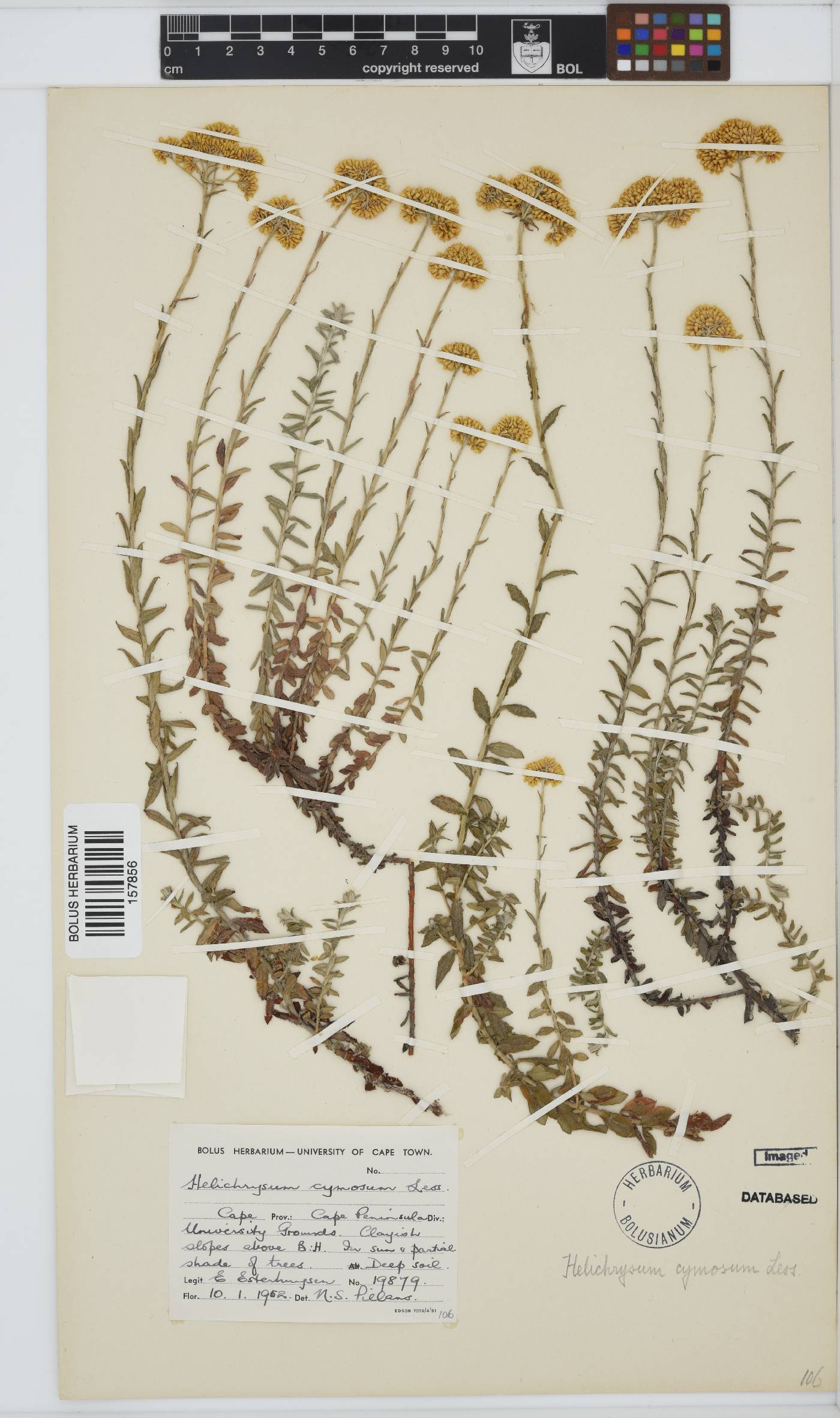 Helichrysum cymosum subsp. cymosum image