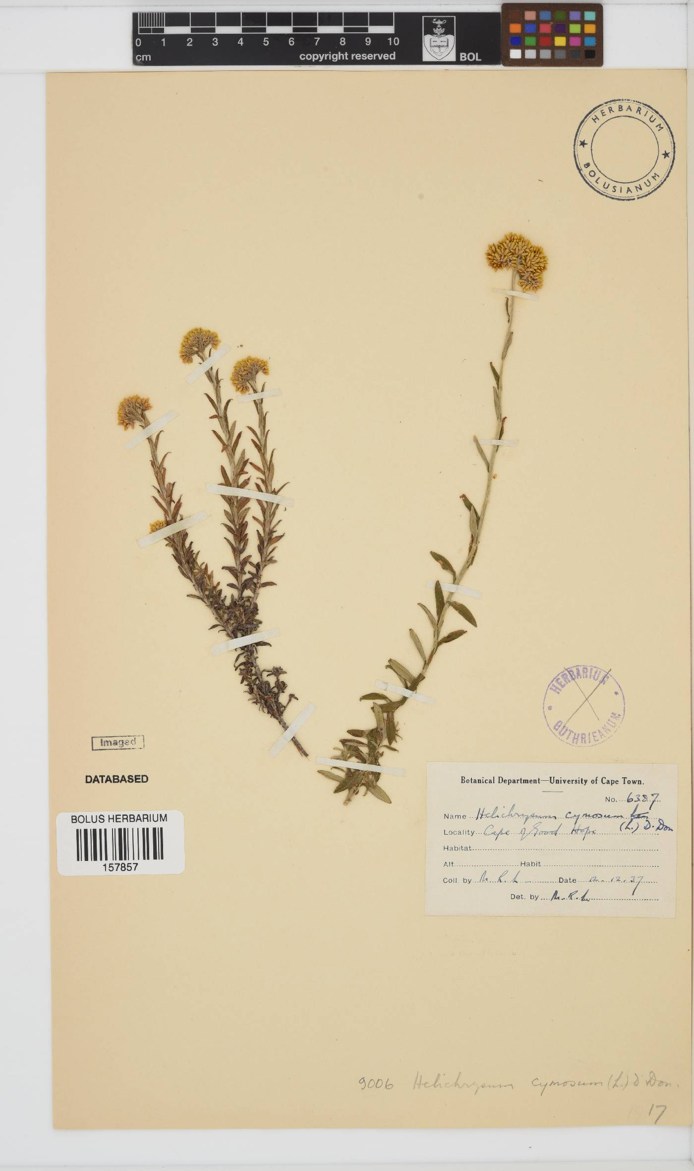 Helichrysum cymosum subsp. cymosum image