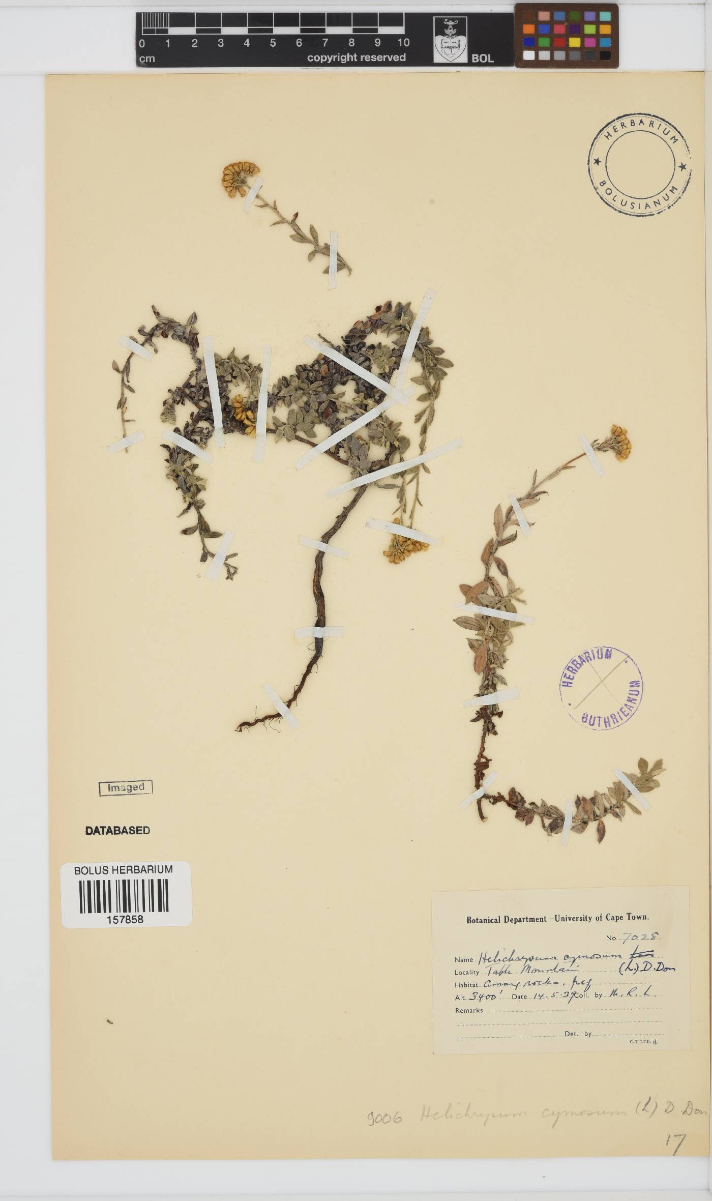 Helichrysum cymosum image