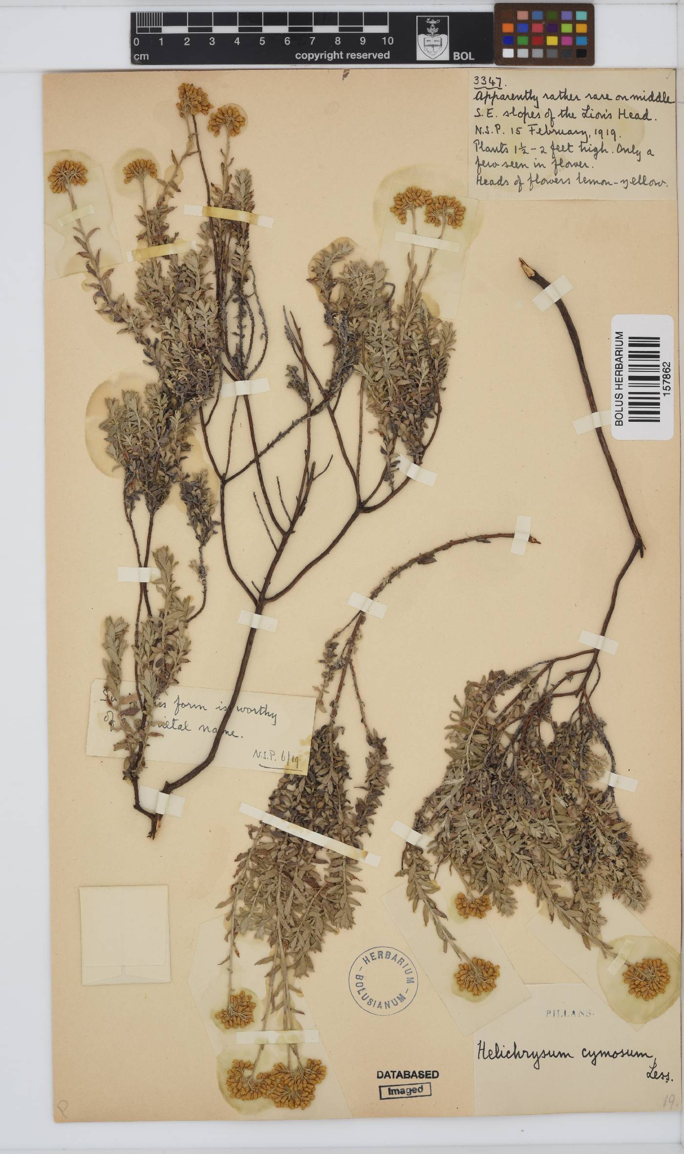 Helichrysum cymosum subsp. cymosum image