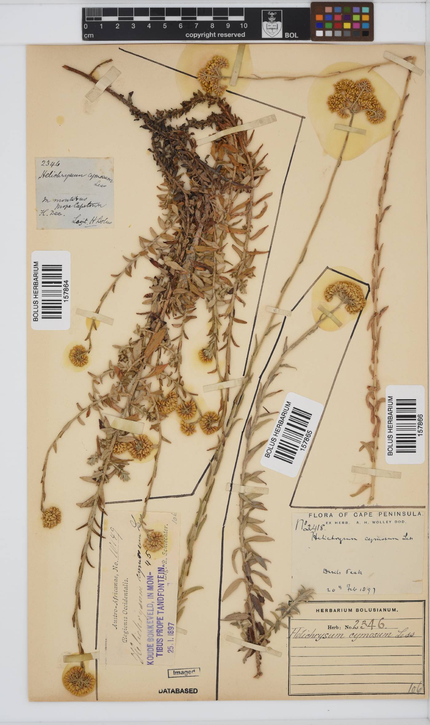 Helichrysum cymosum subsp. cymosum image