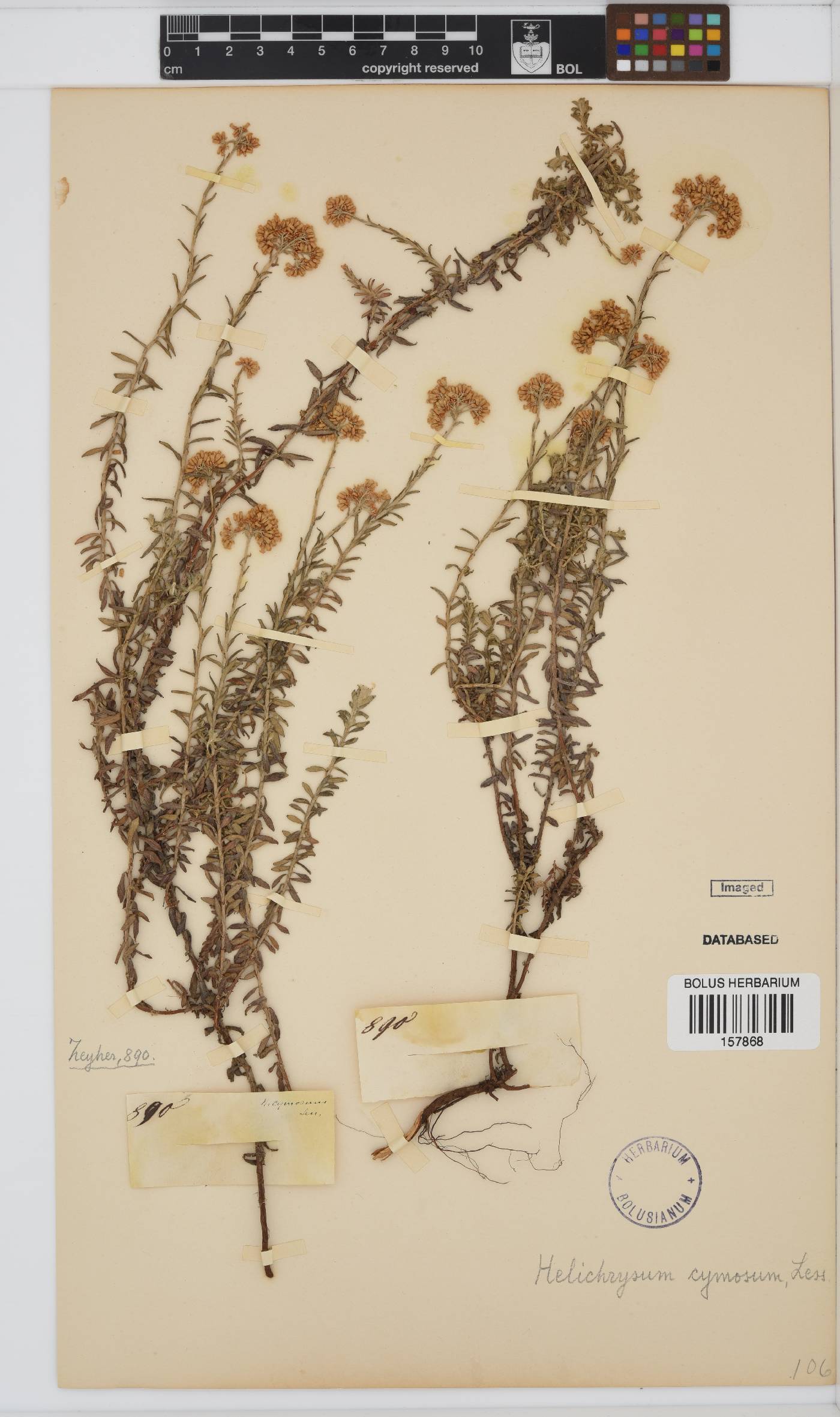 Helichrysum cymosum image