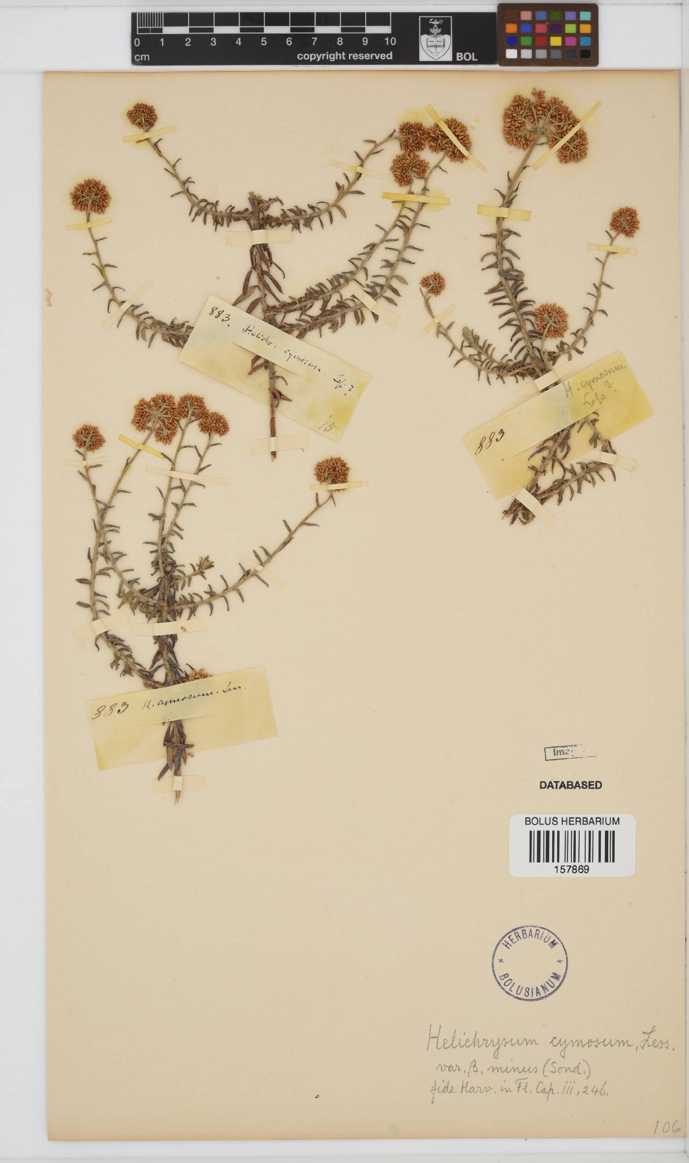 Helichrysum cymosum image