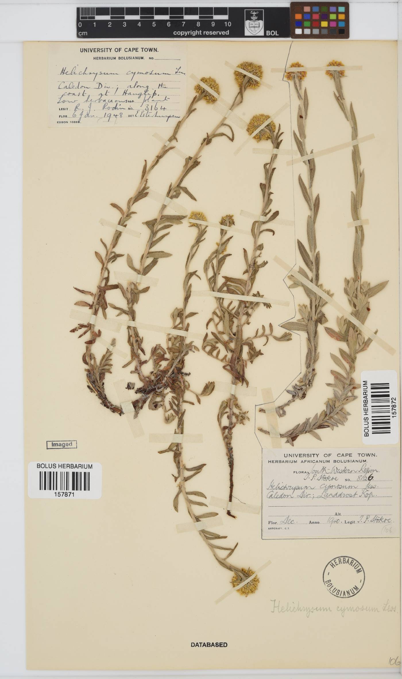 Helichrysum cymosum image