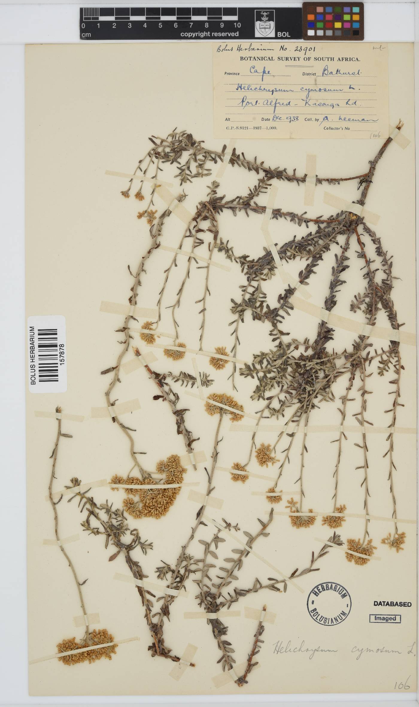 Helichrysum cymosum image