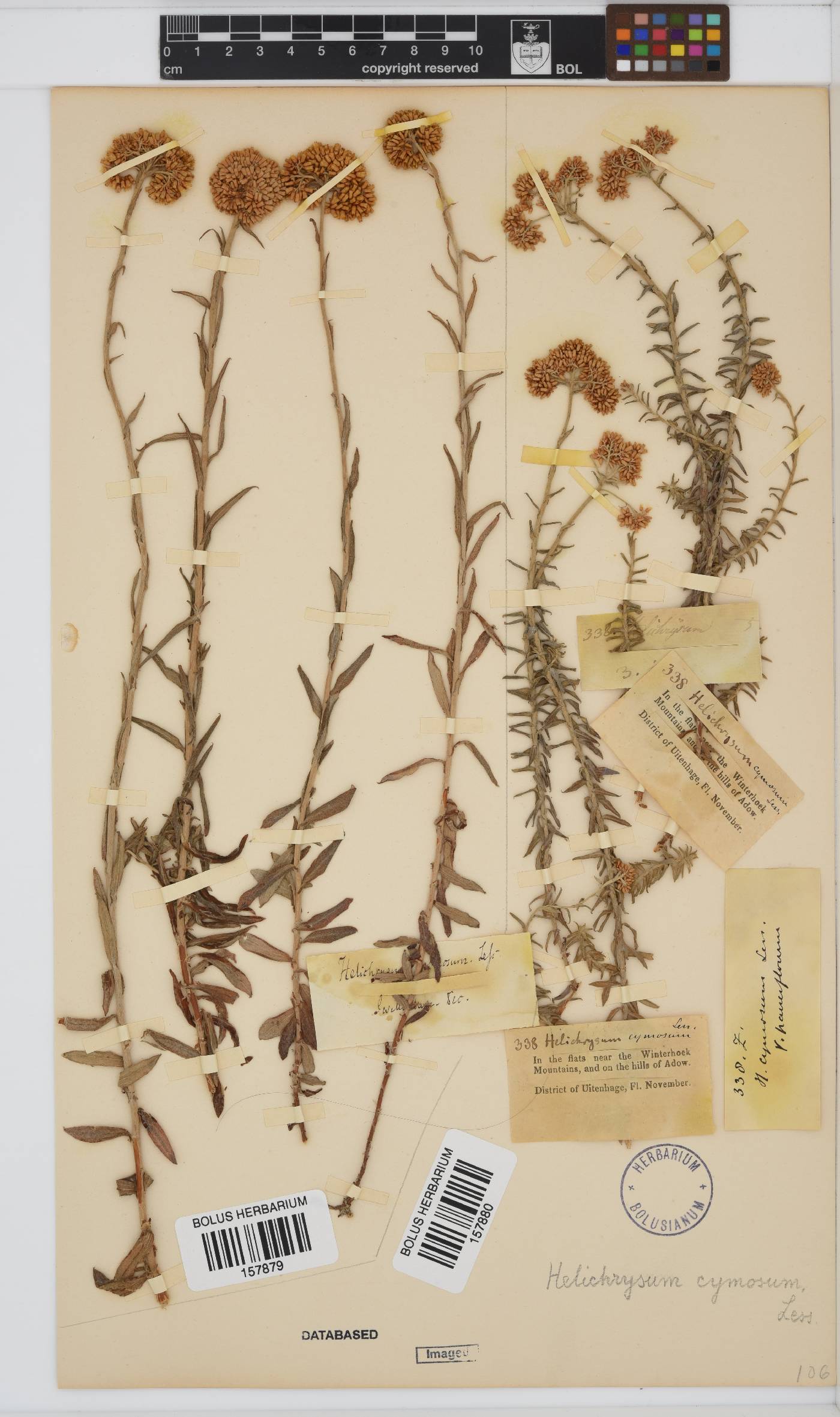 Helichrysum cymosum subsp. cymosum image