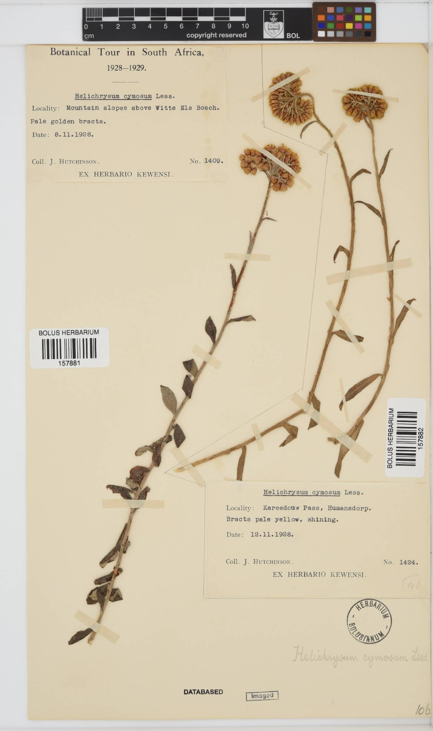 Helichrysum cymosum subsp. cymosum image
