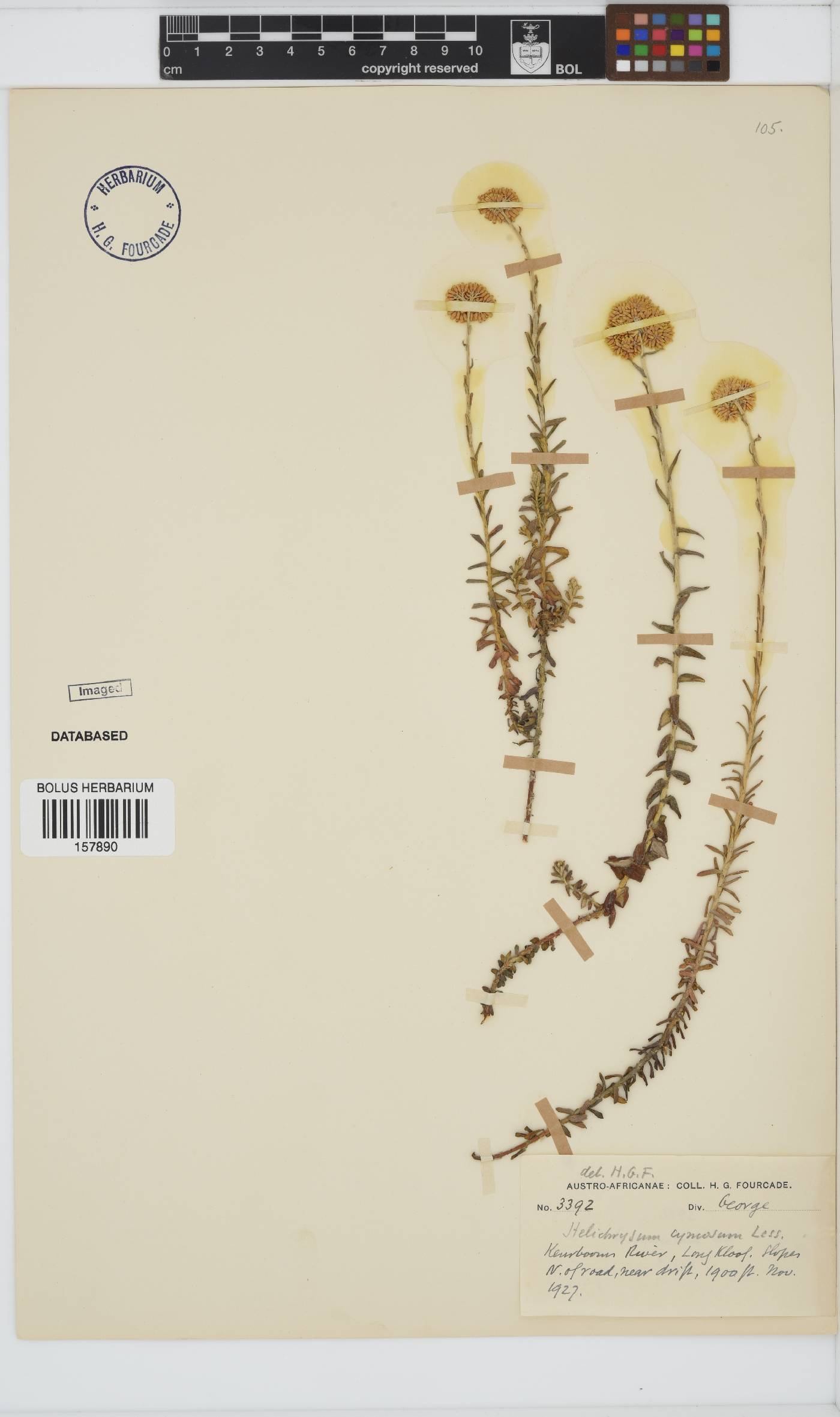 Helichrysum cymosum subsp. cymosum image