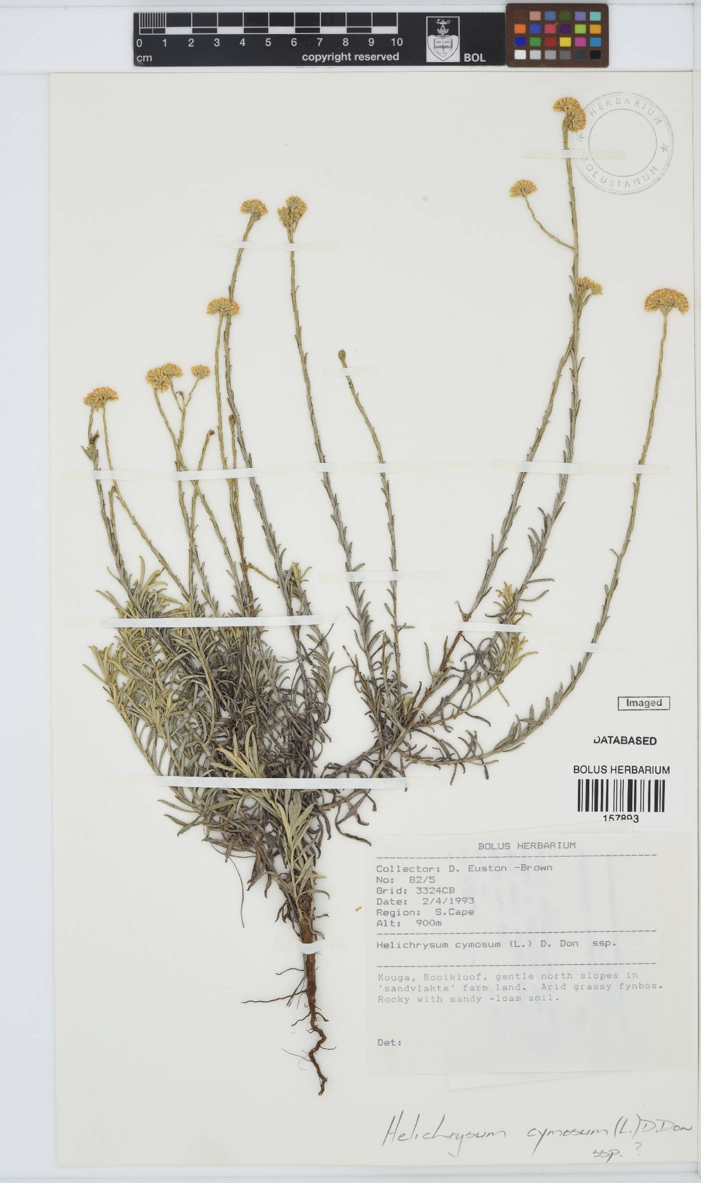 Helichrysum cymosum subsp. cymosum image